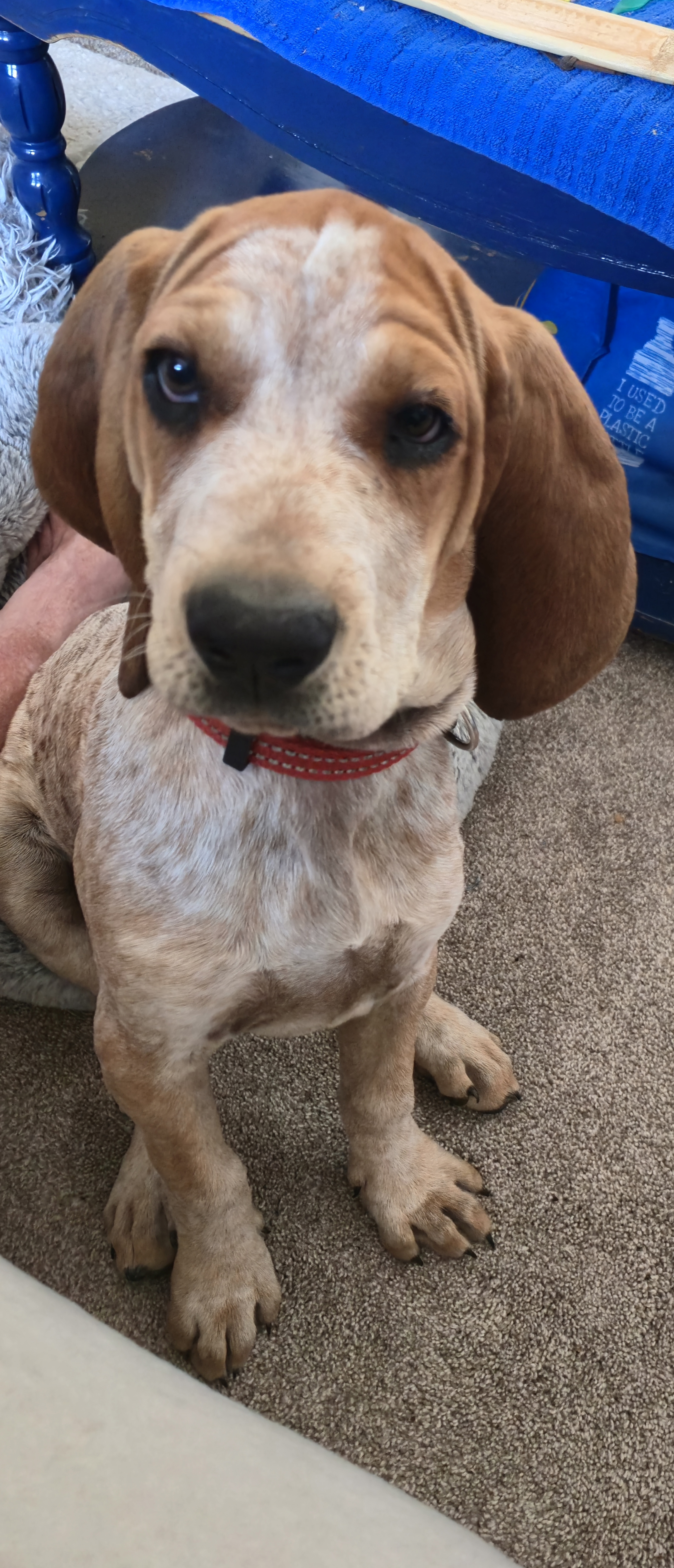 Photo of Coonhound puppy 