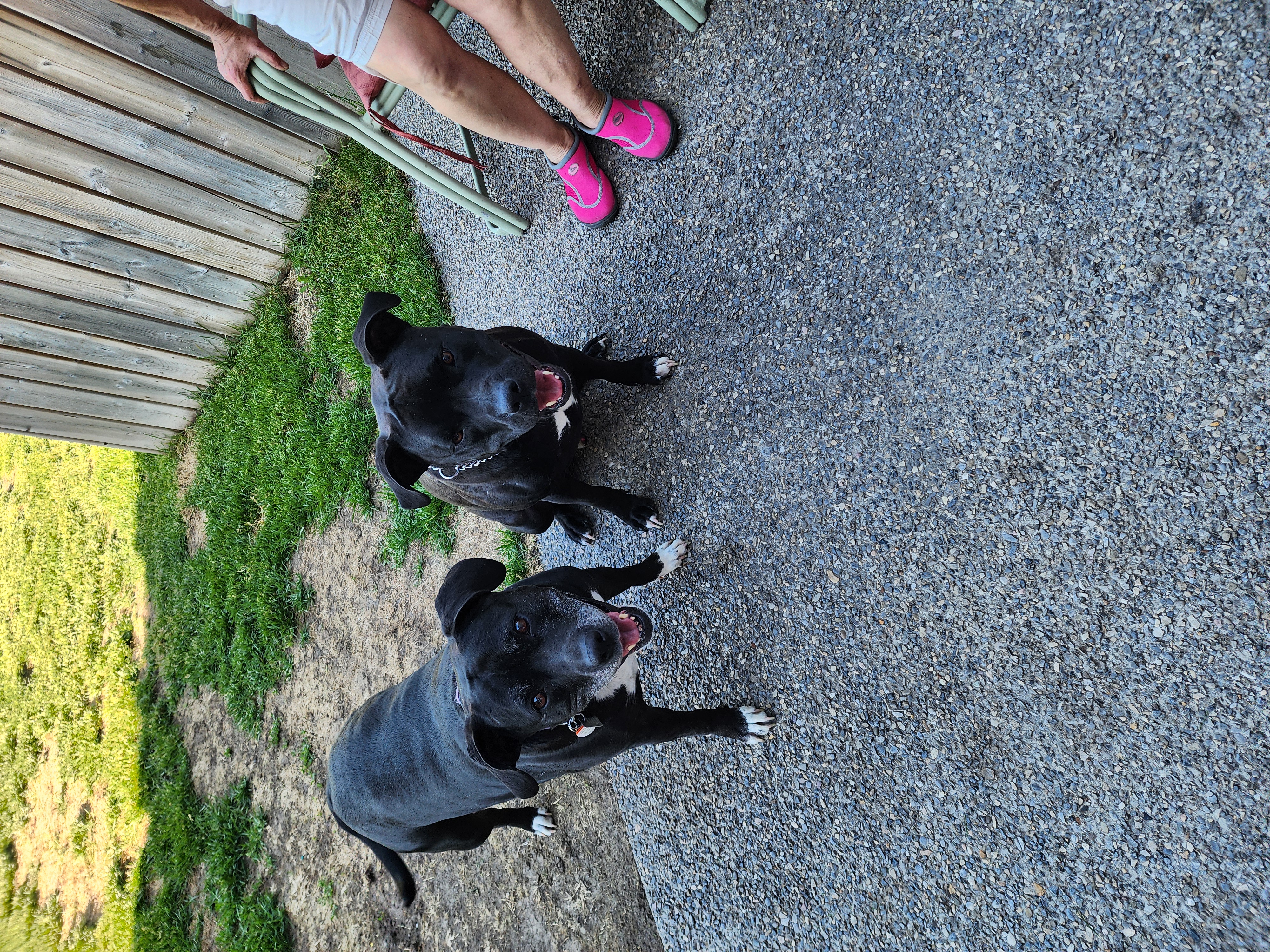 Photo of Free 3 year old amazing dog needs good loving g home