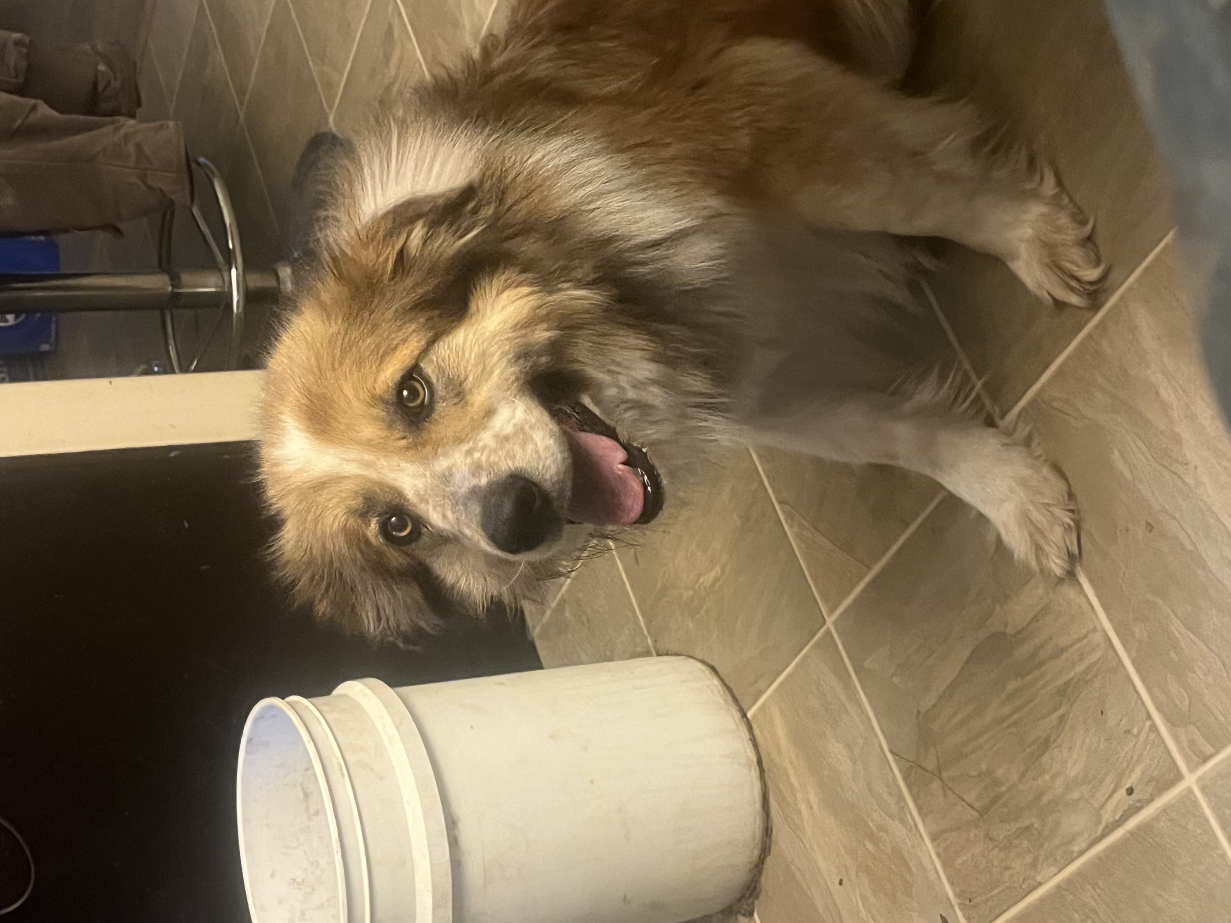 Photo of Great Pyrenees border collie cross. 