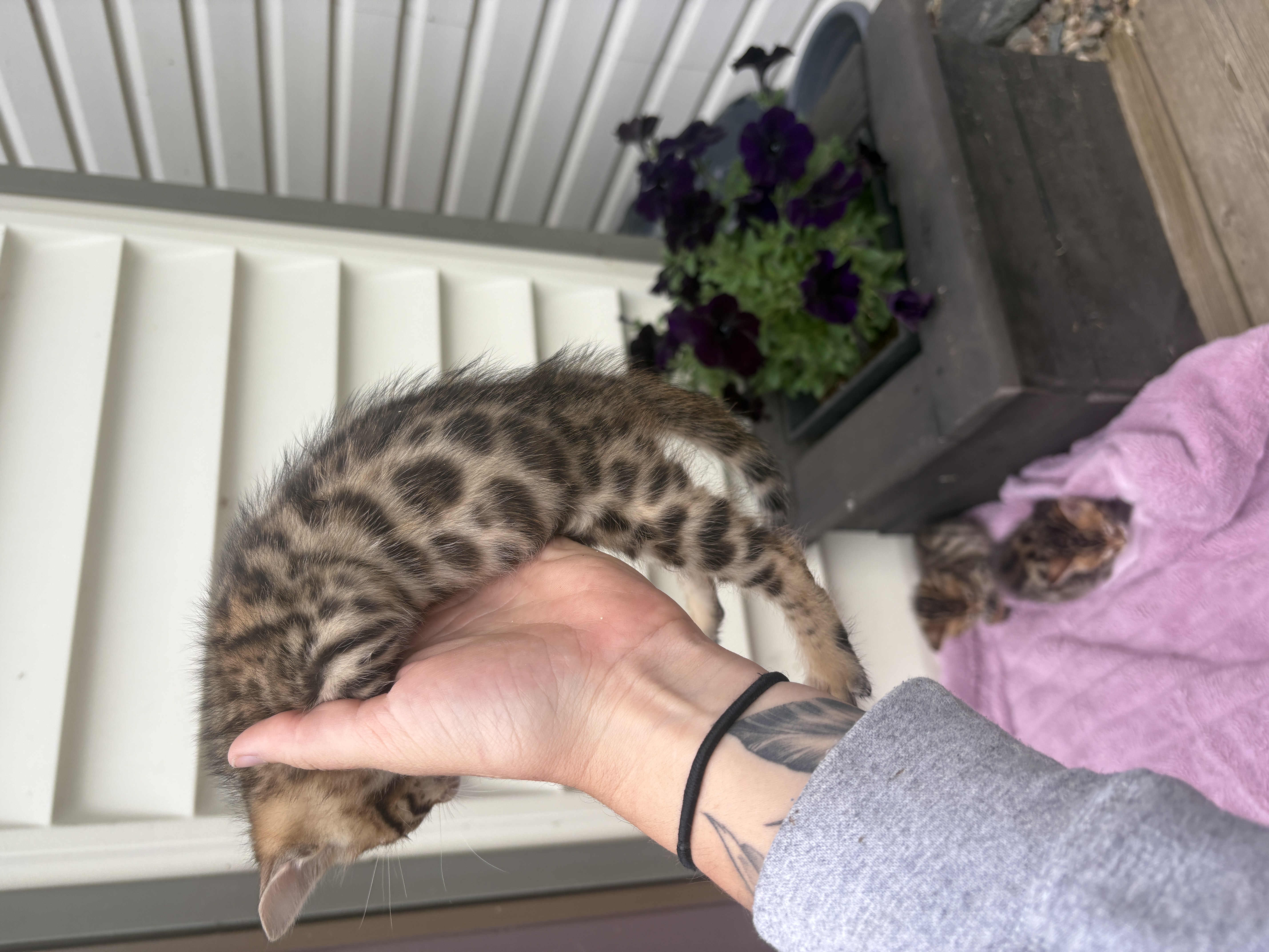 Photo of Bengal Kittens