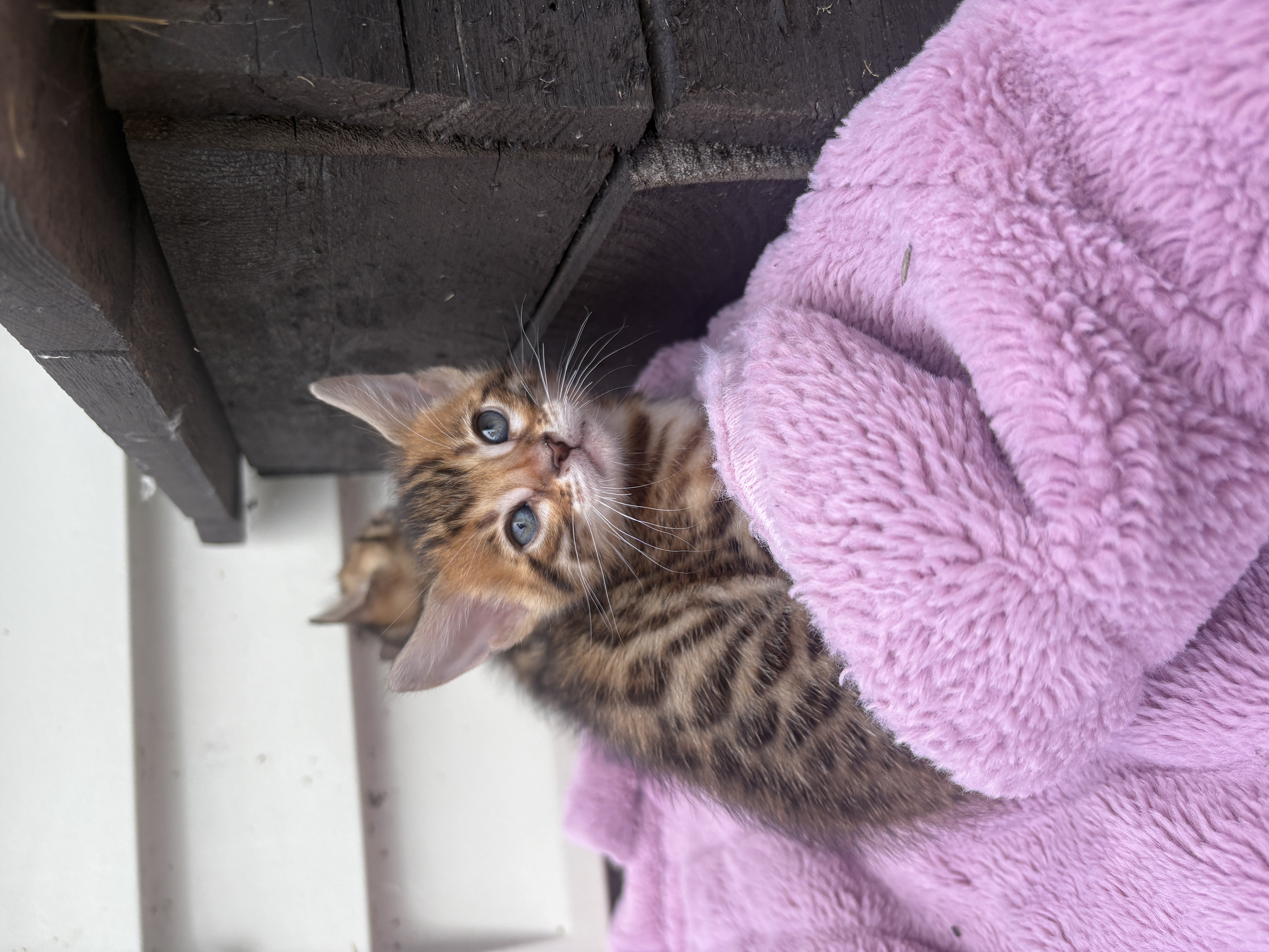 Photo of Bengal Kittens