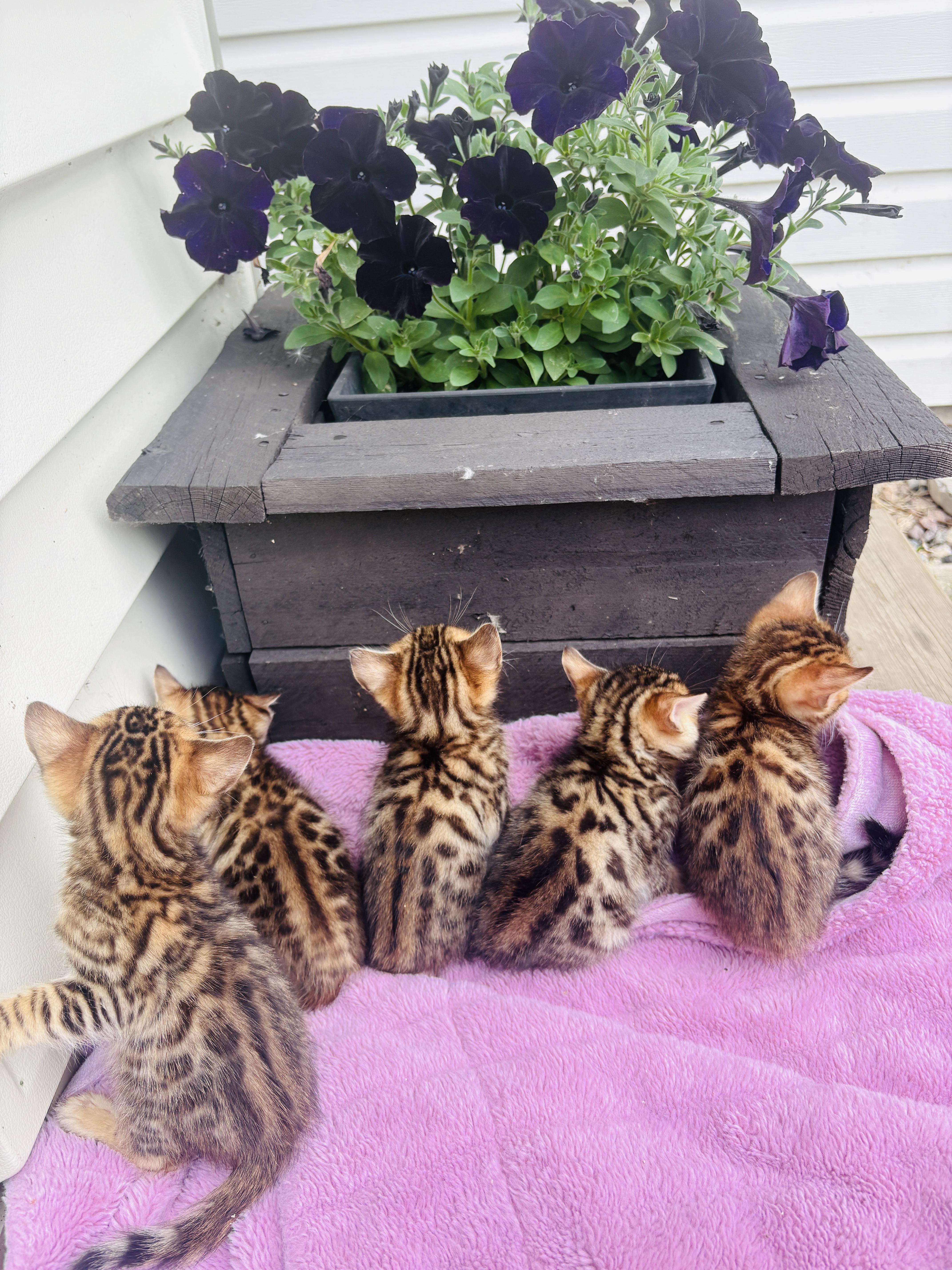 Photo of Bengal Kittens
