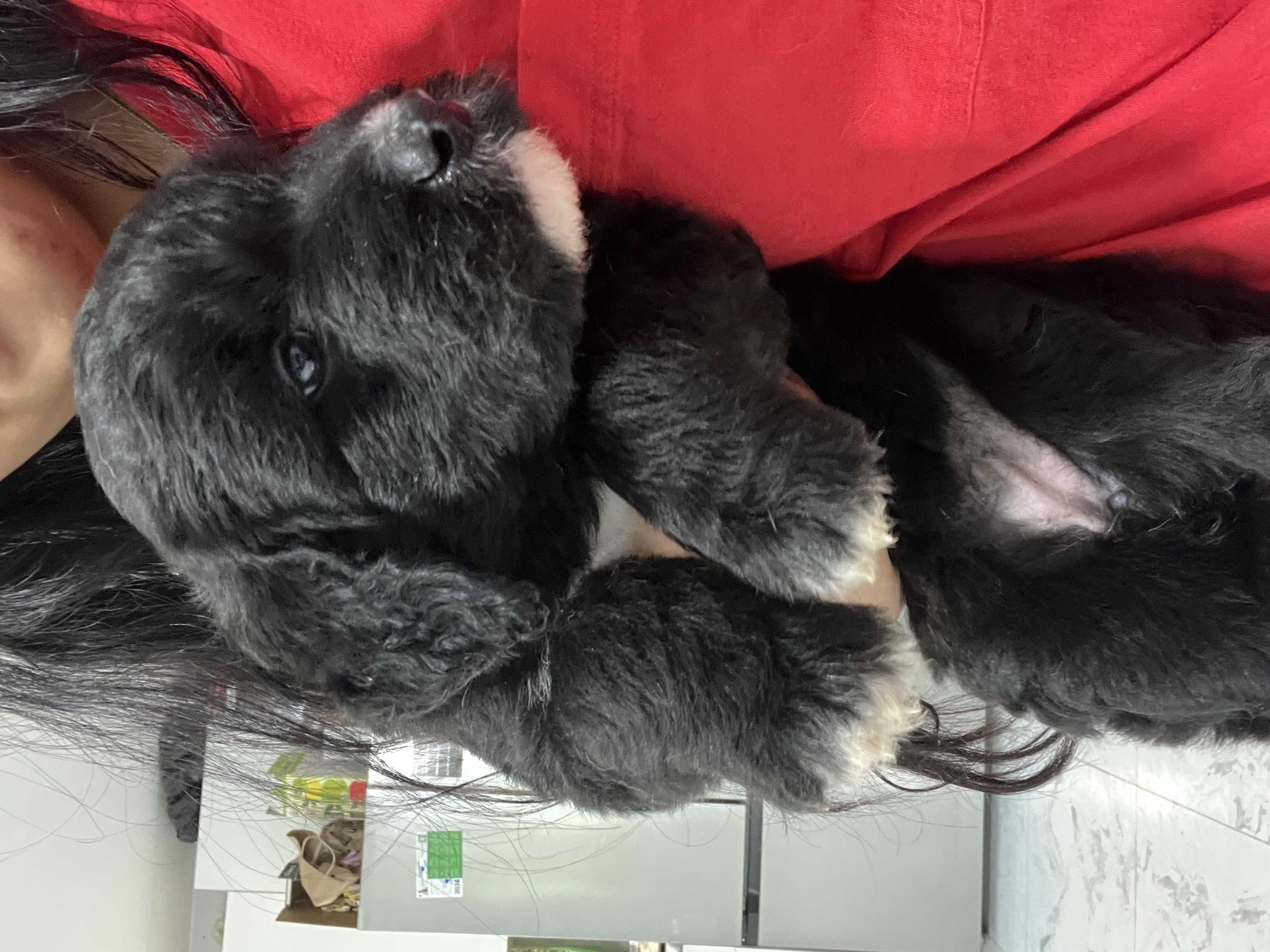 Photo of 4 male 1 female Labrador retriever puppies 