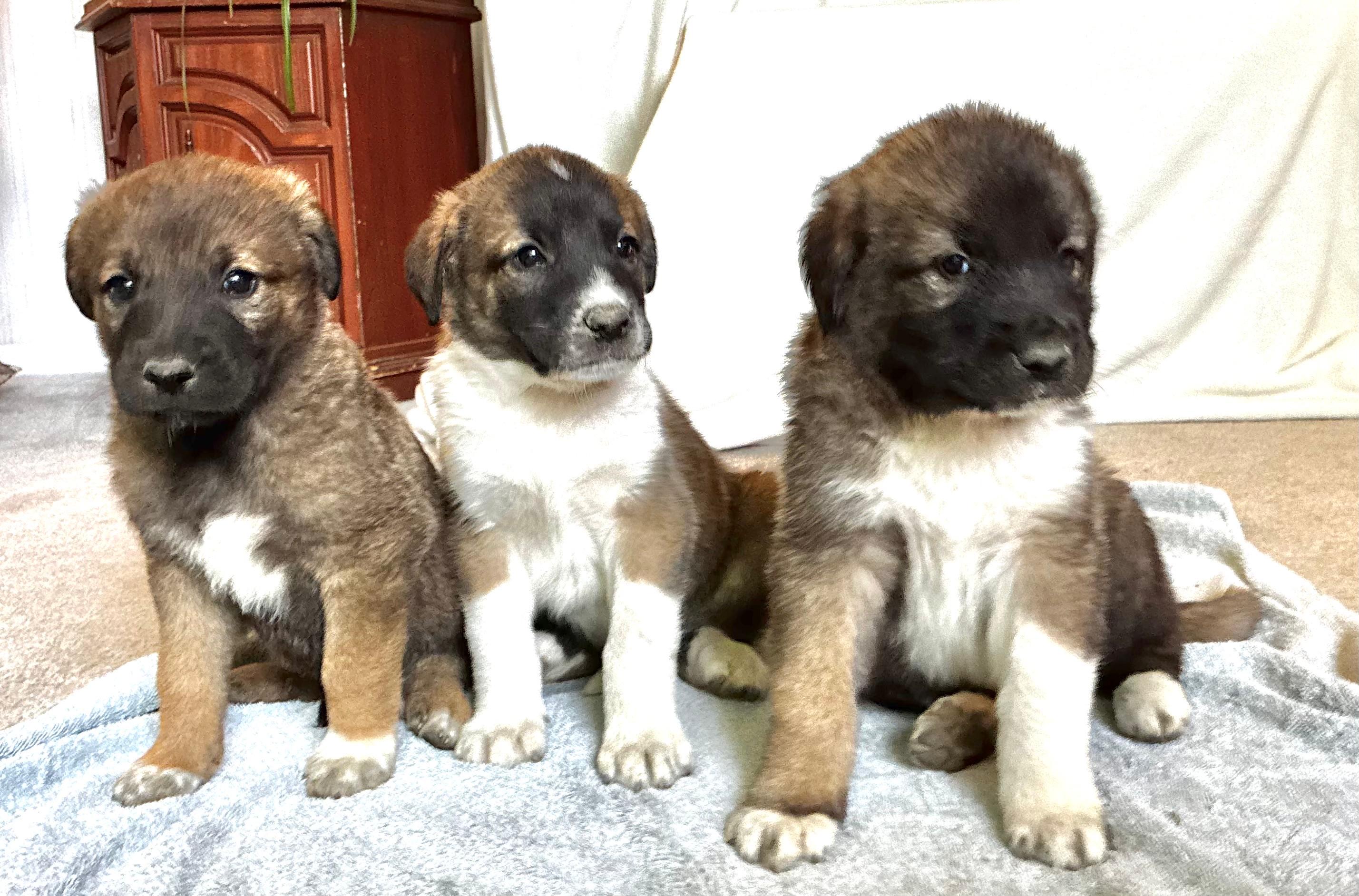 Photo of Kangal/Anatolian
