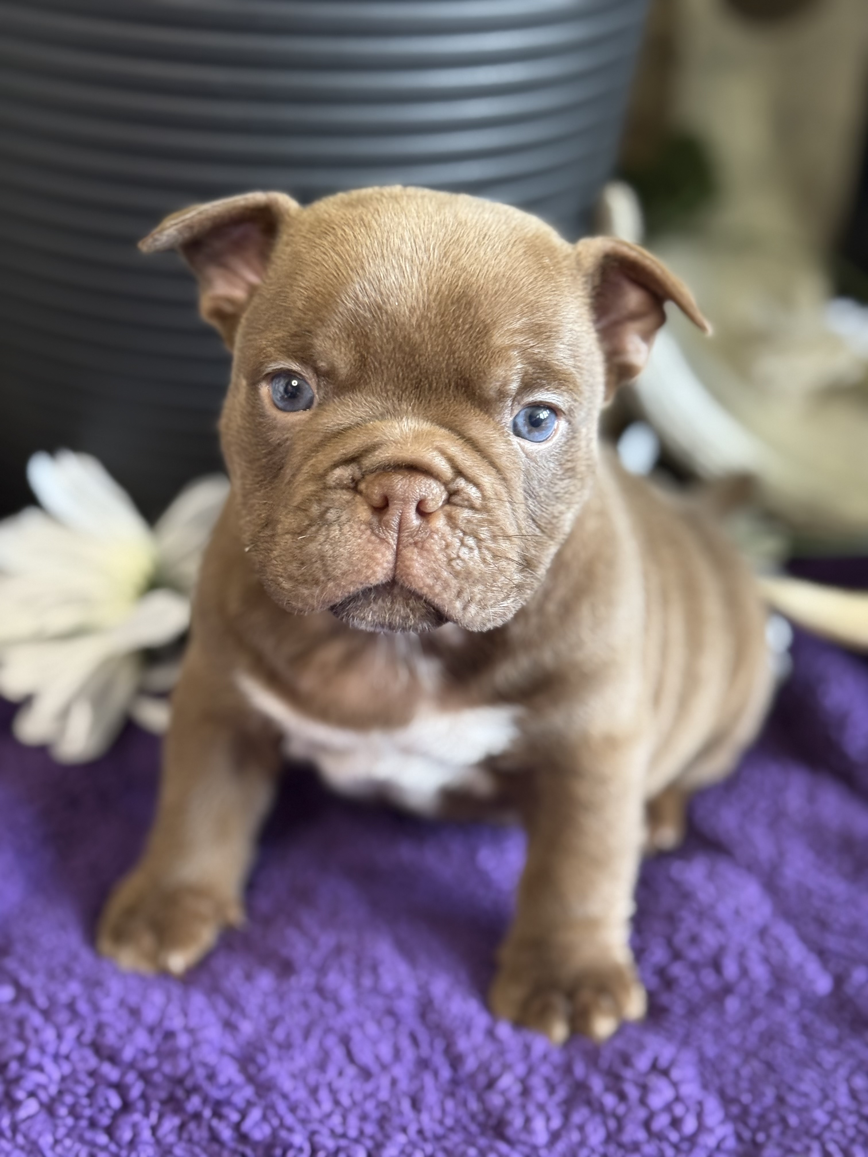 Photo of Micro exotic bullies 