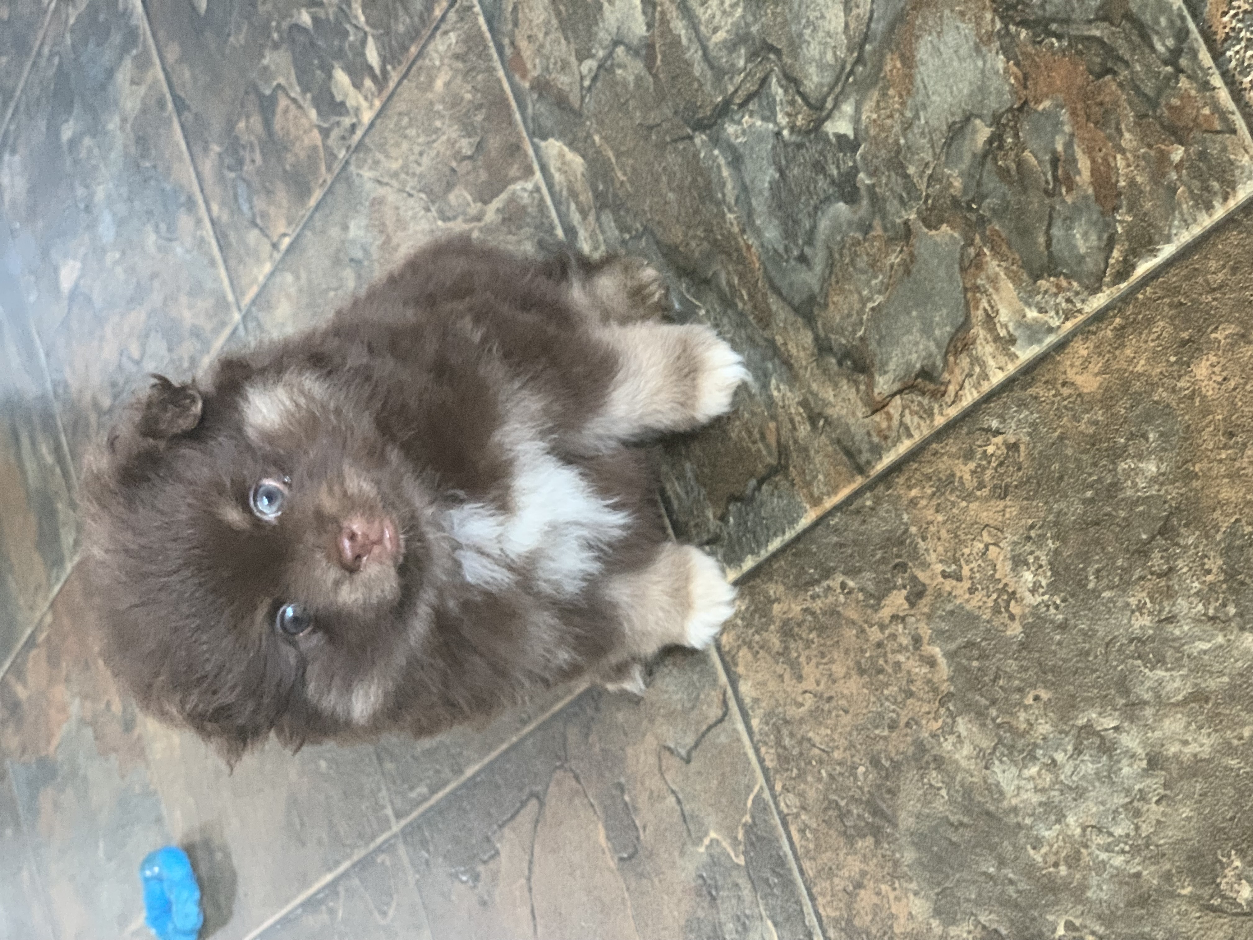 Photo of Pom Shih Tzu cross - 2 Males 