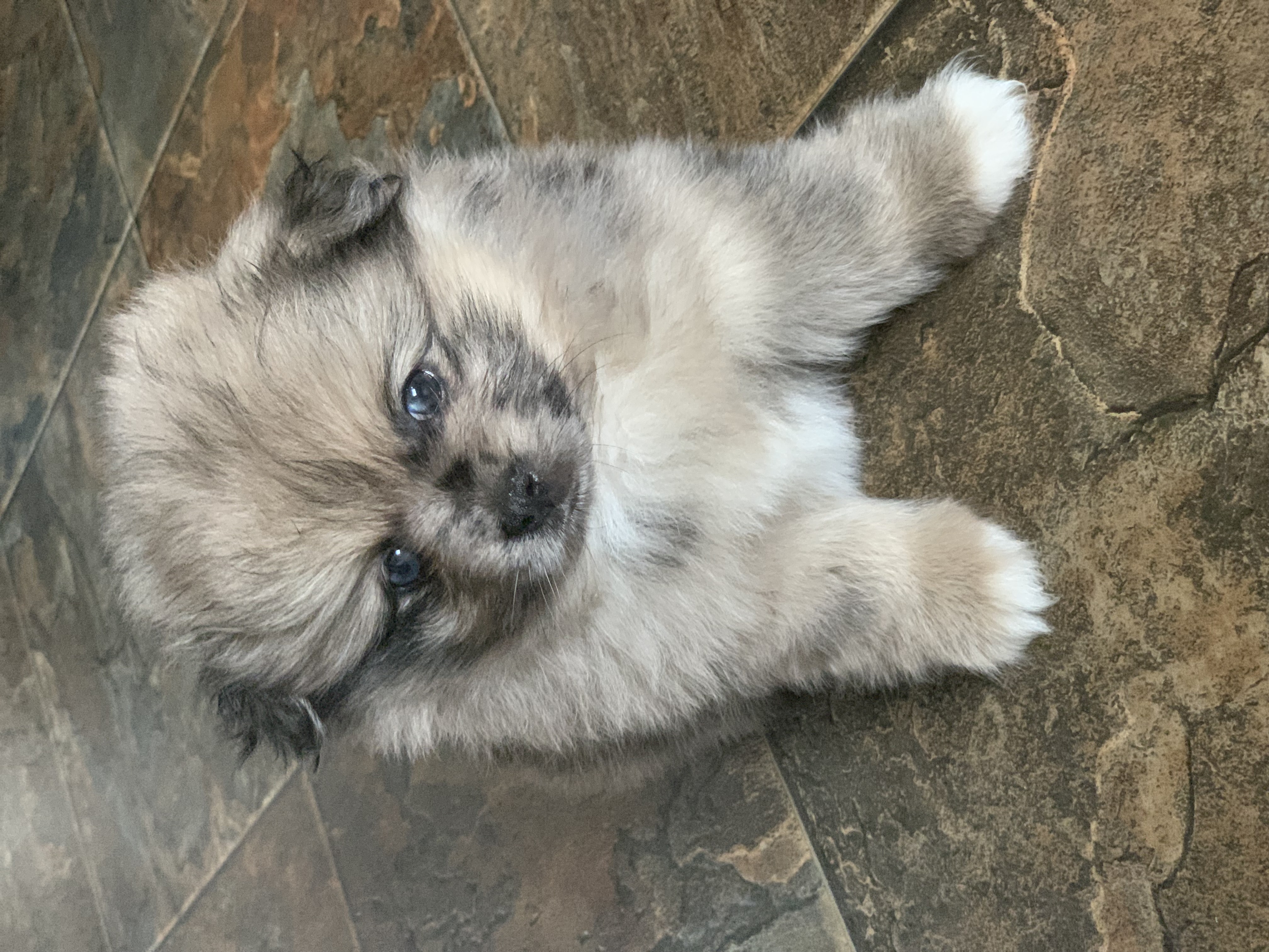 Photo of Pom Shih Tzu cross - 2 Males 