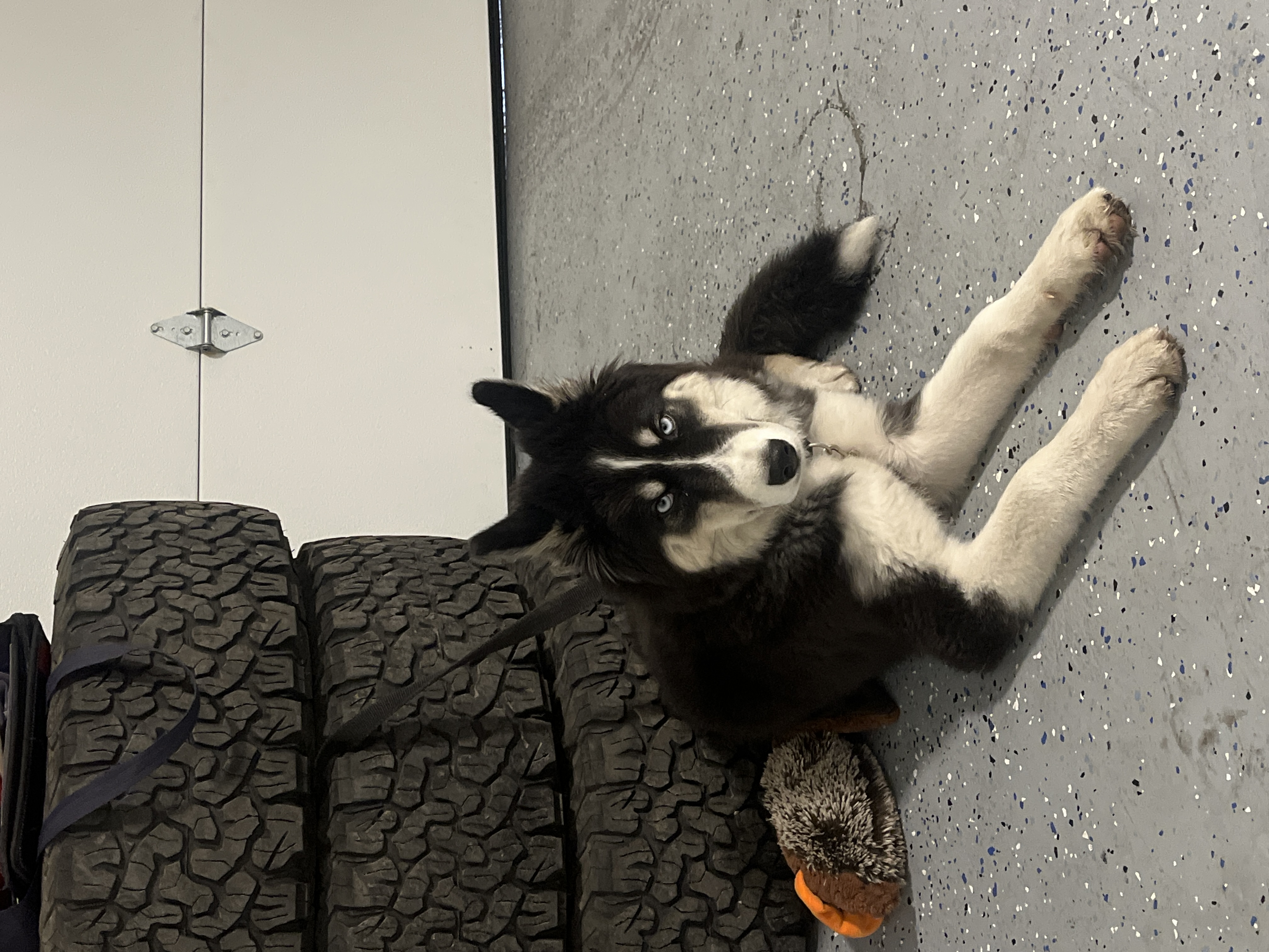 Photo of 🐾 For Sale: 6-Month-Old Purebred Blue-Eyed Siberian Husky – $2000