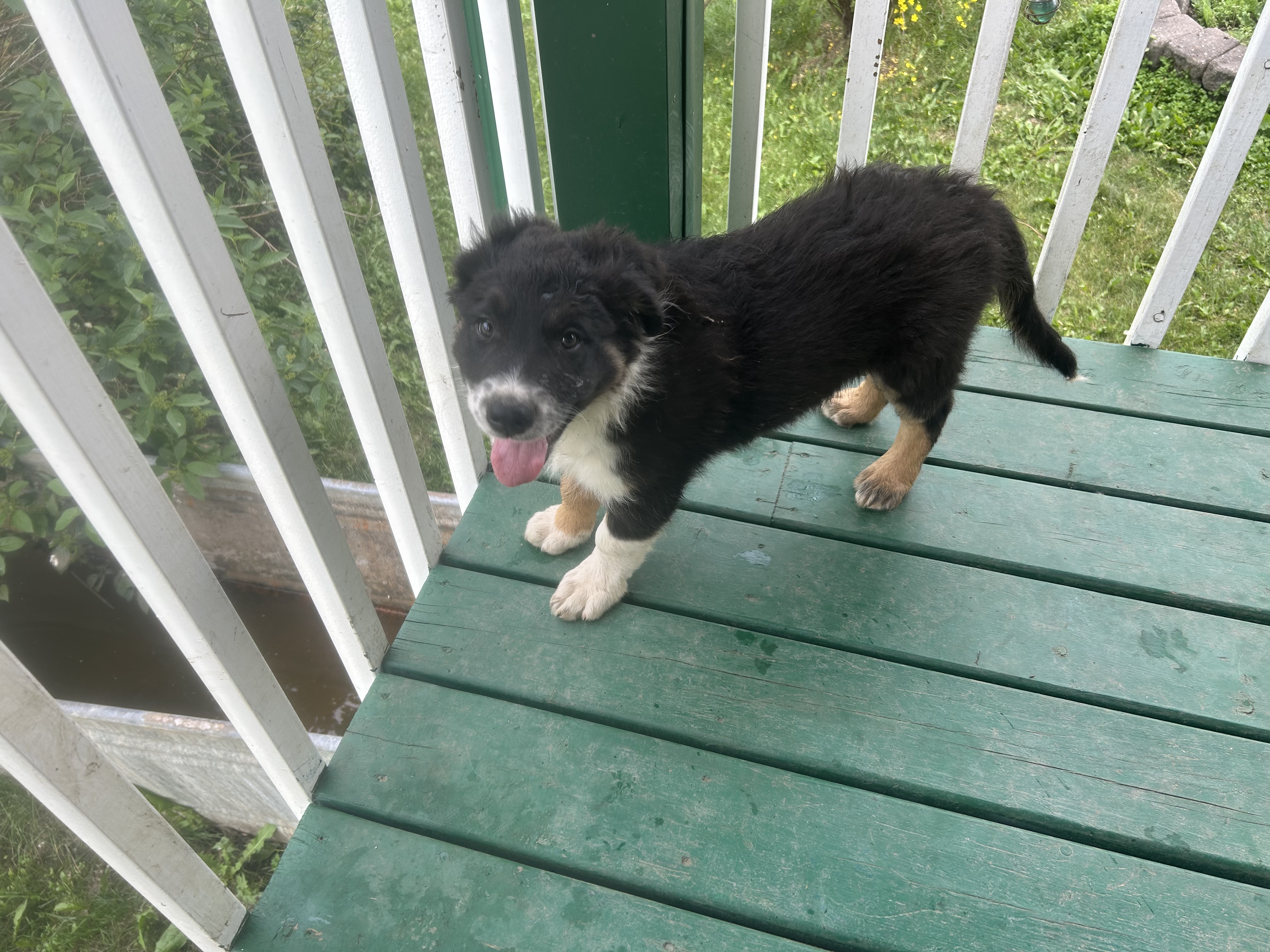 Photo of Pure Bred Border Collie Puppies 