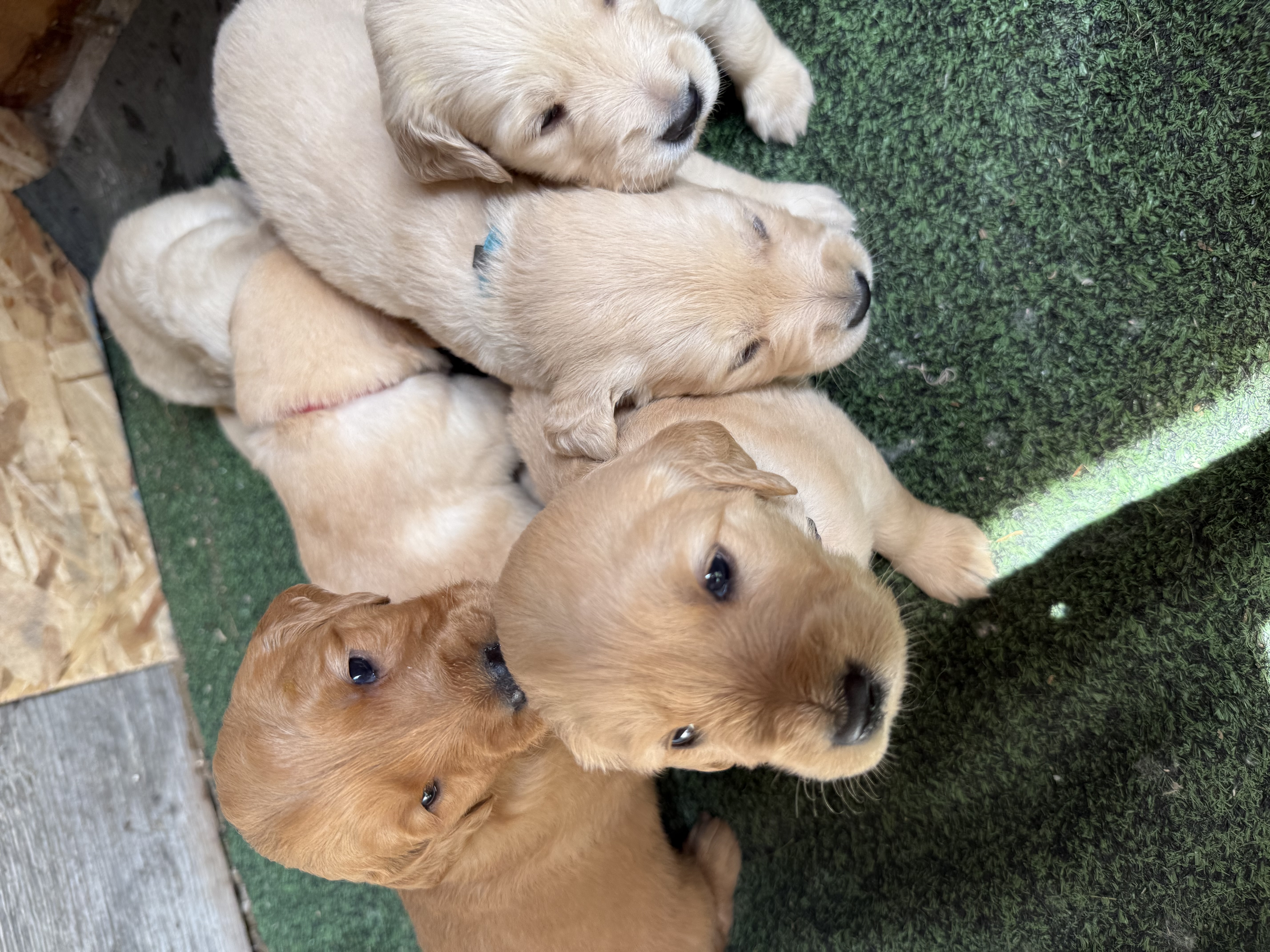 Photo of Purebred Golden Retriever 