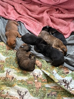 Photo of 2 week old puppies