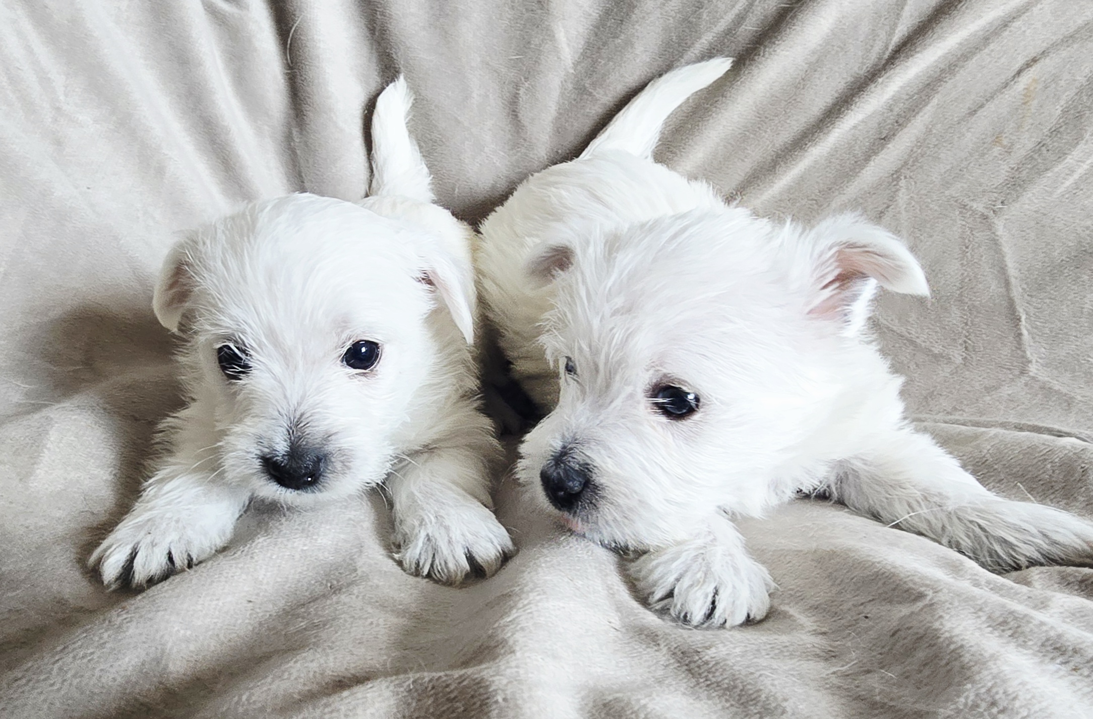 Photo of Adorable Westie Puppies 