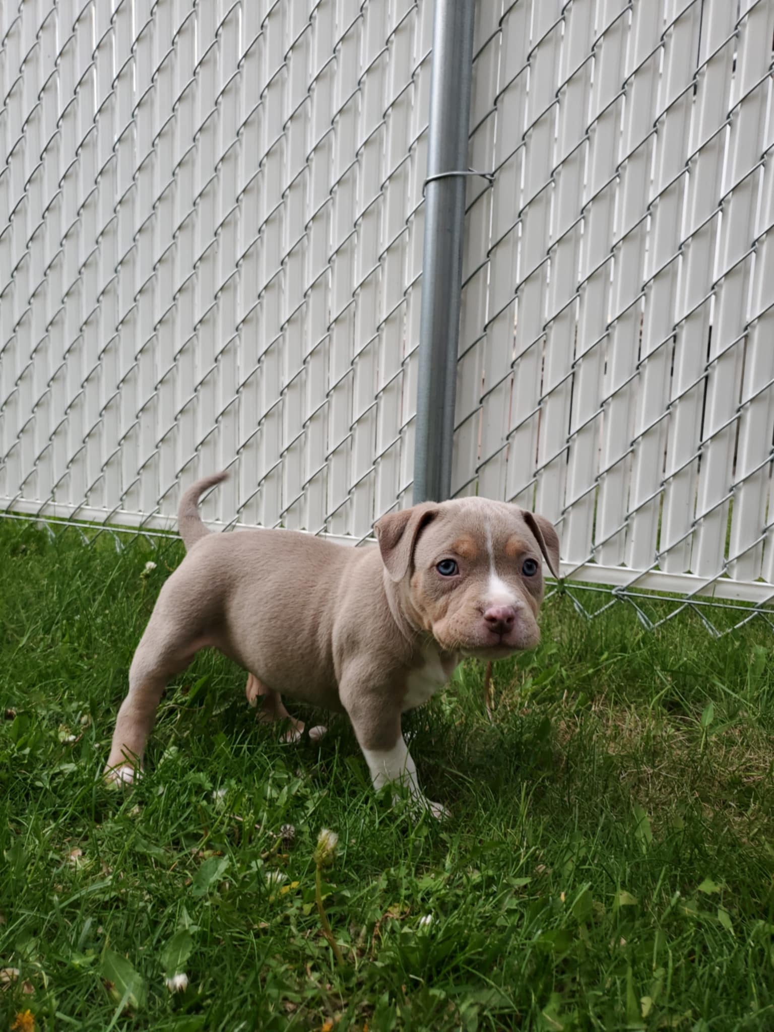 Photo of American pocket bully puppy 