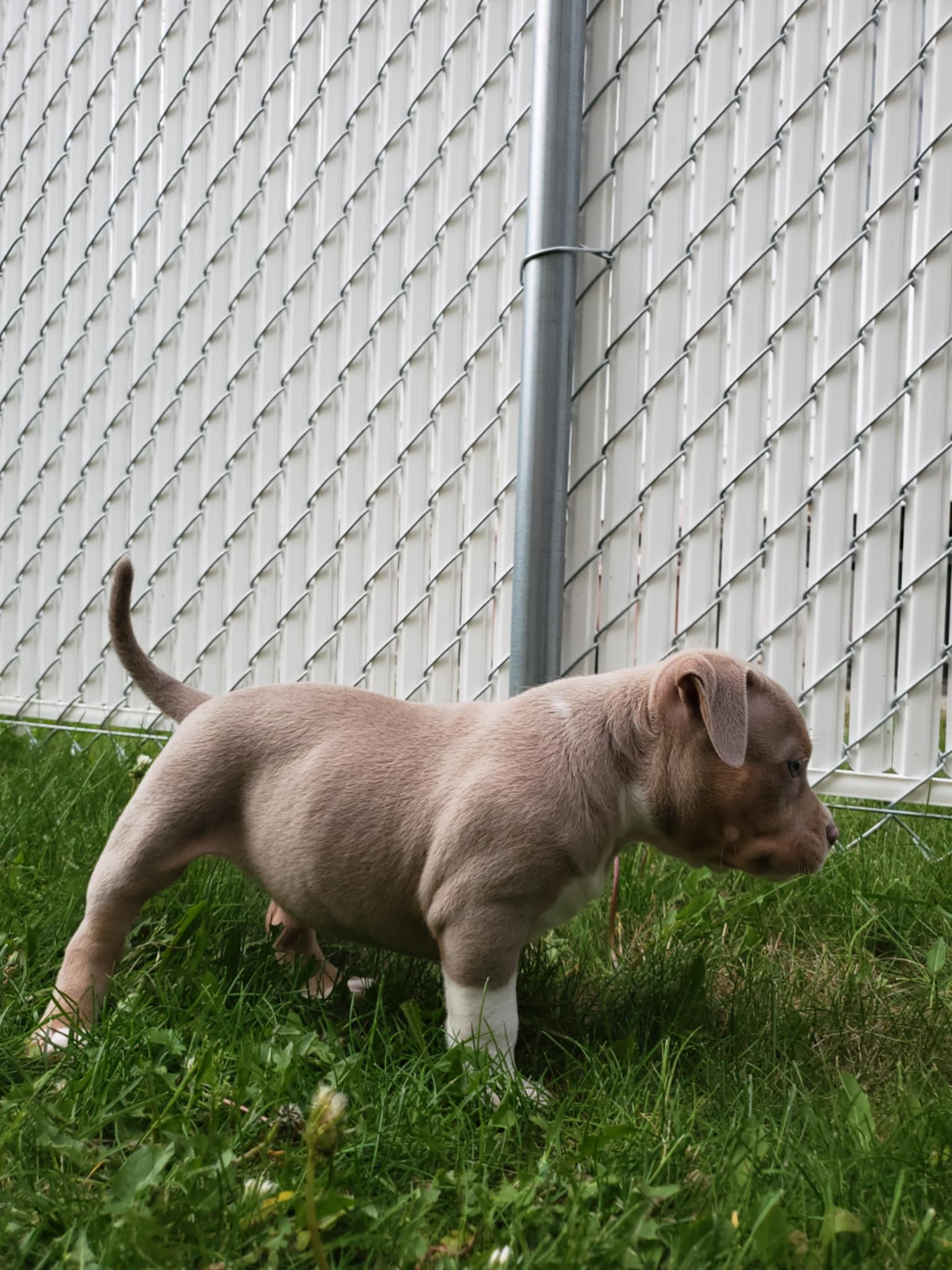 Photo of American pocket bully puppy 