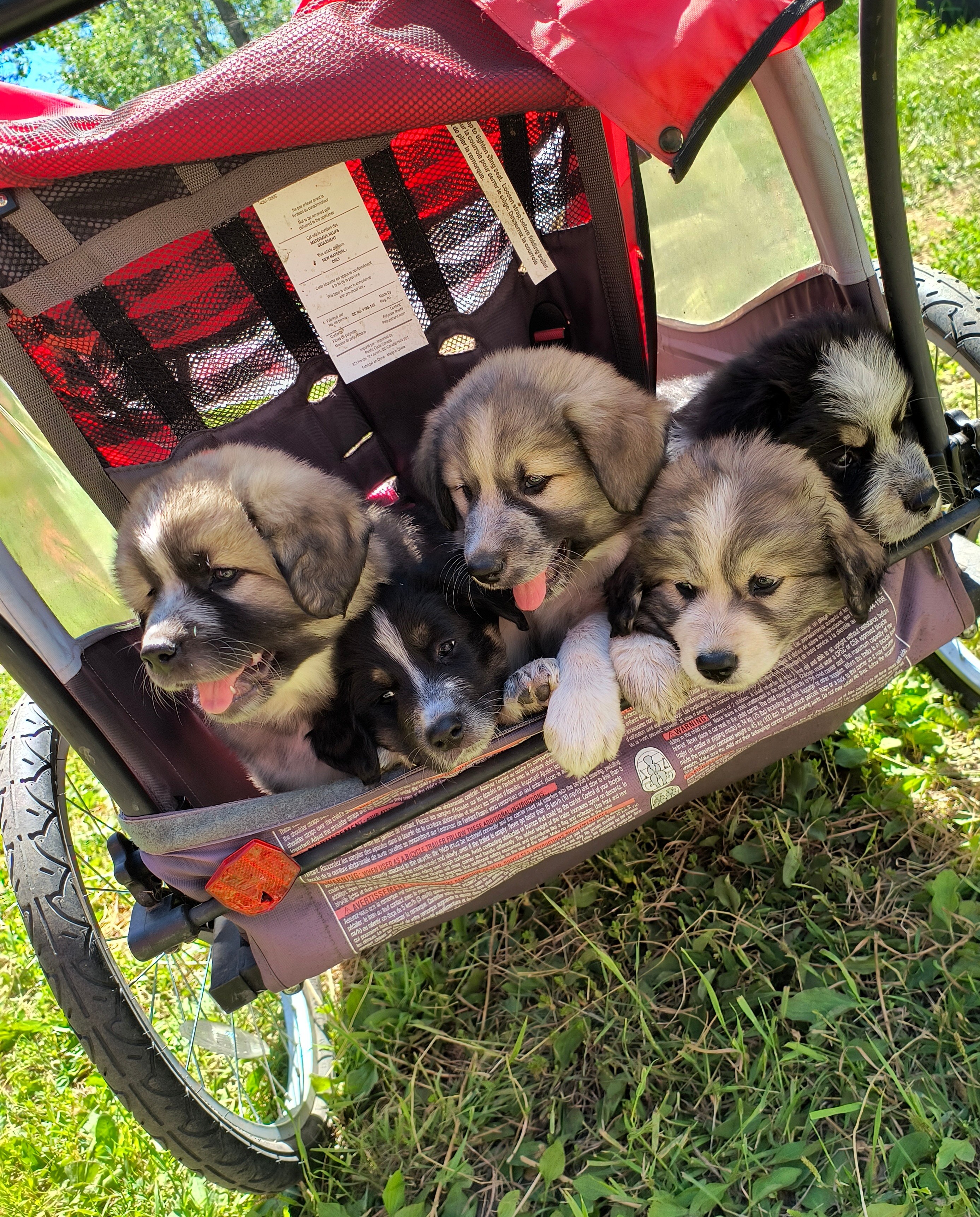 Photo of Bernese Mountain puppies X Great Pyrenees 