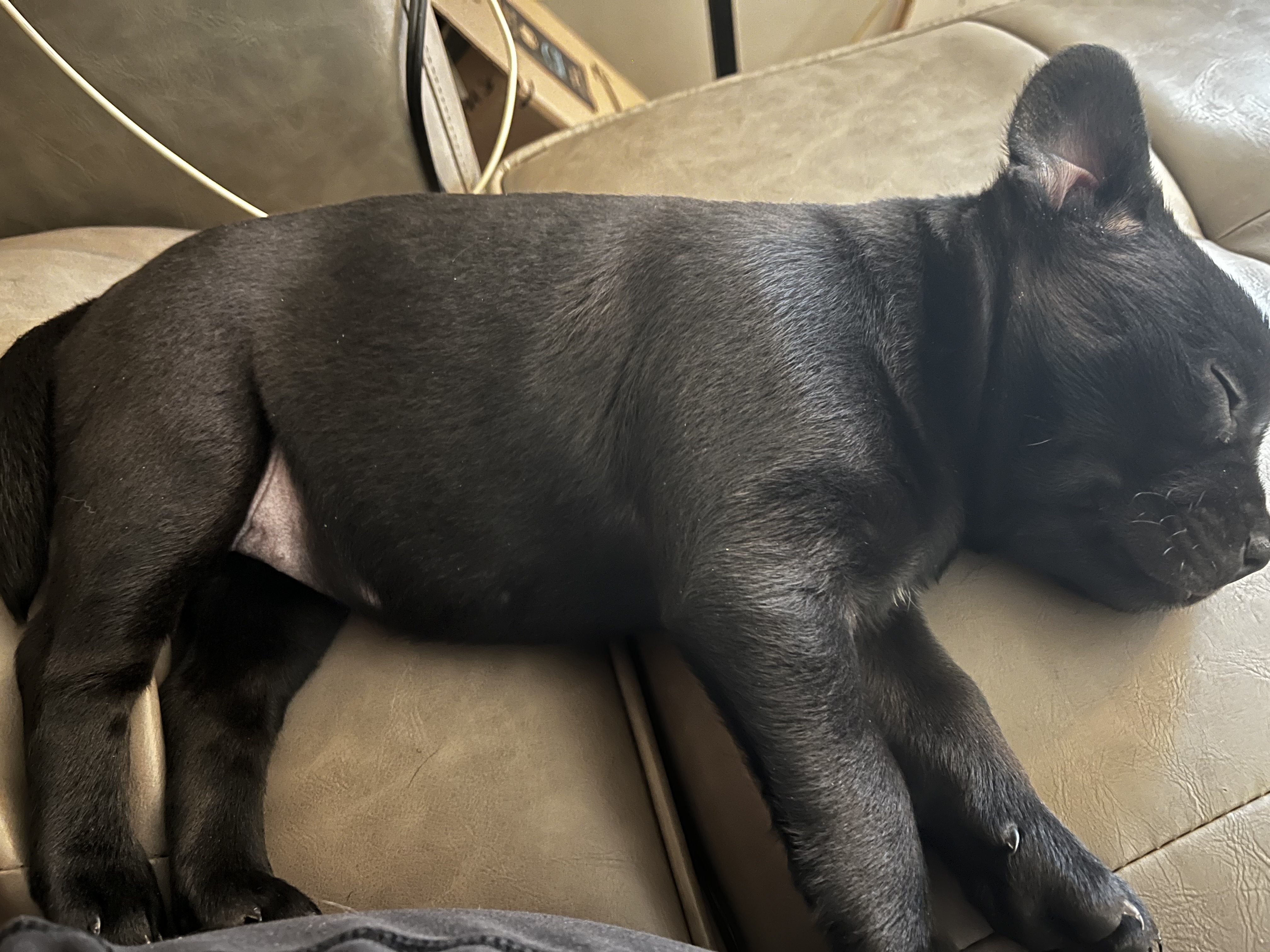 Photo of Frenchadors!