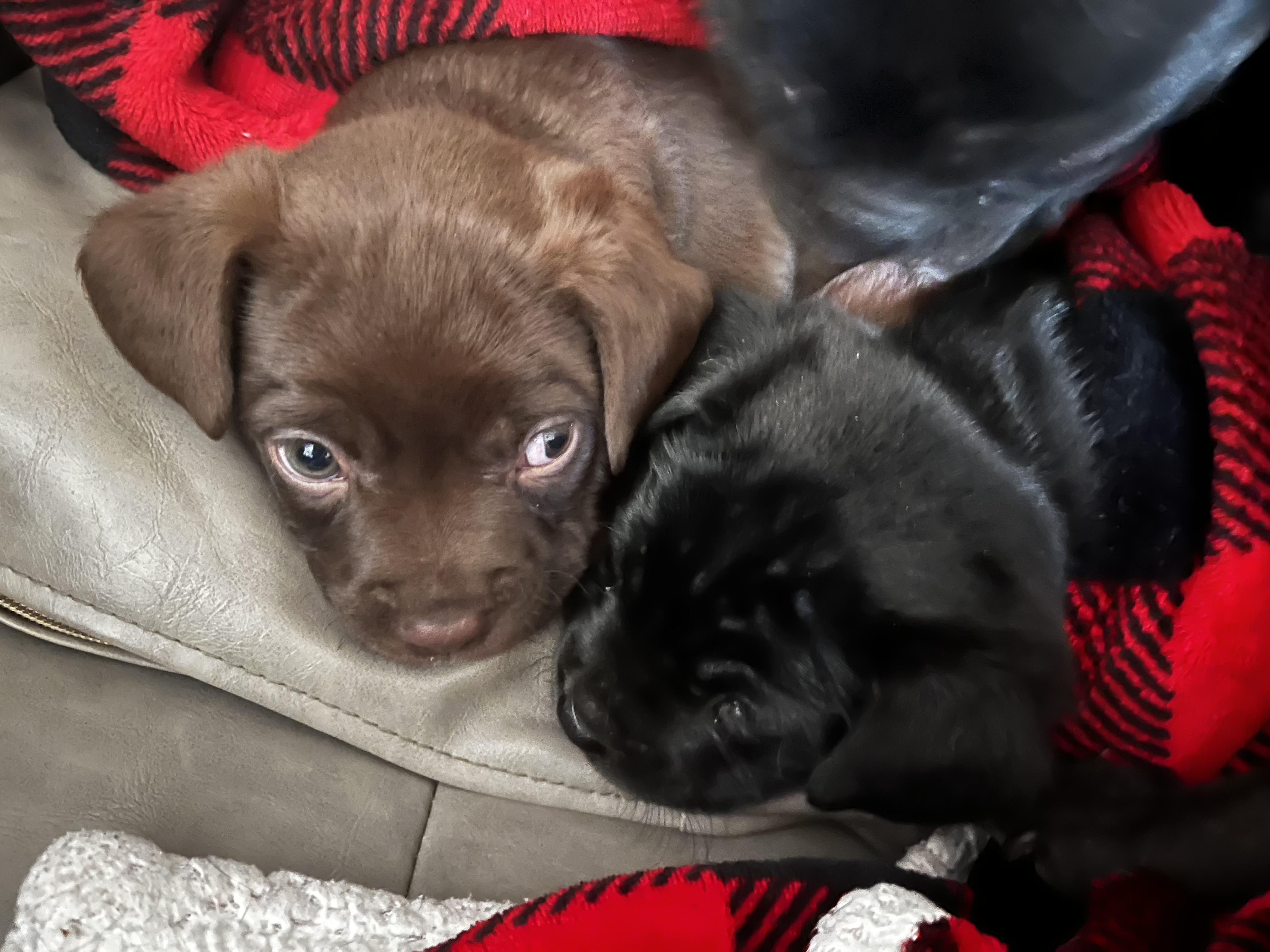 Photo of Frenchadors!