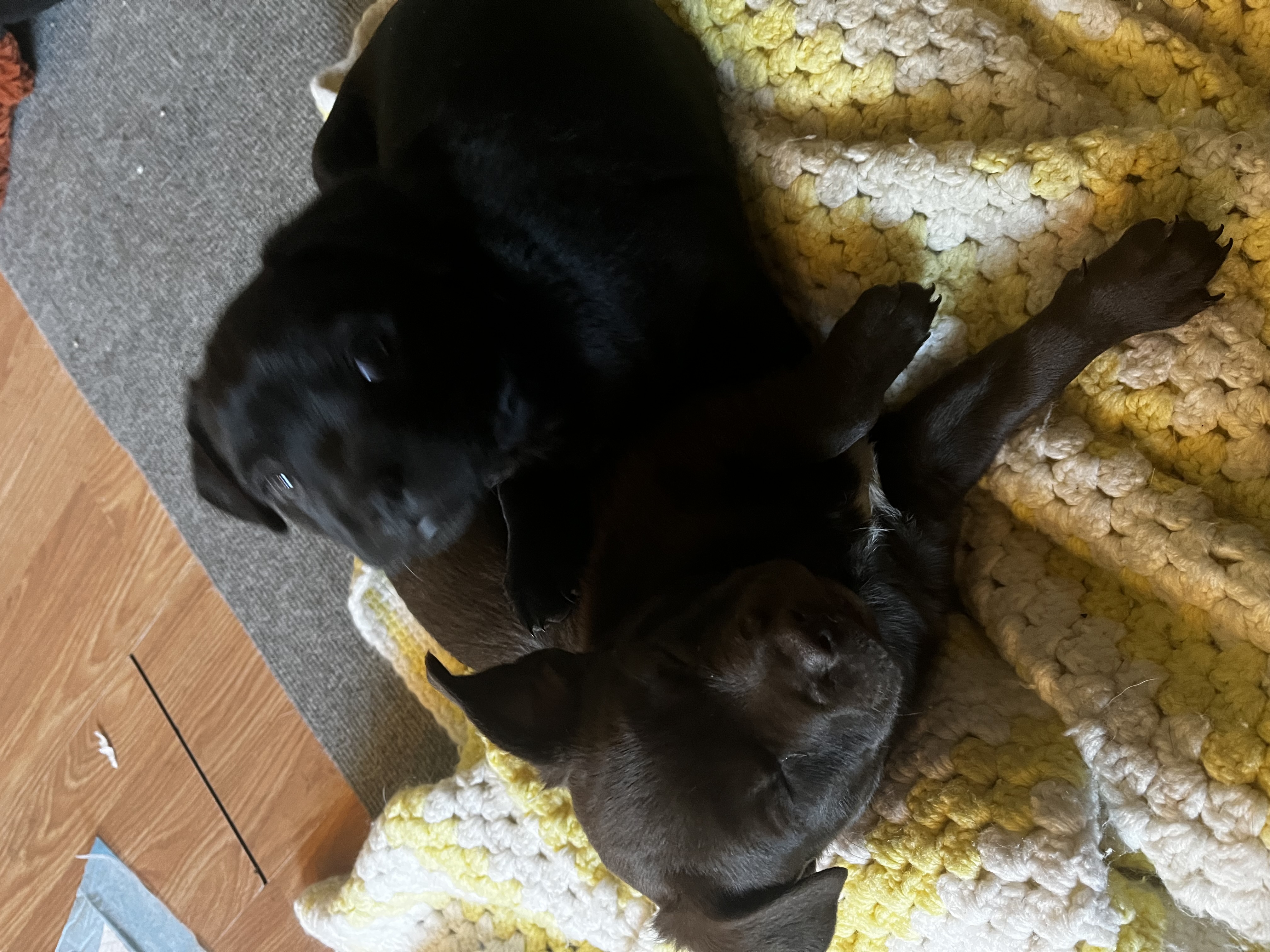 Photo of Frenchadors!