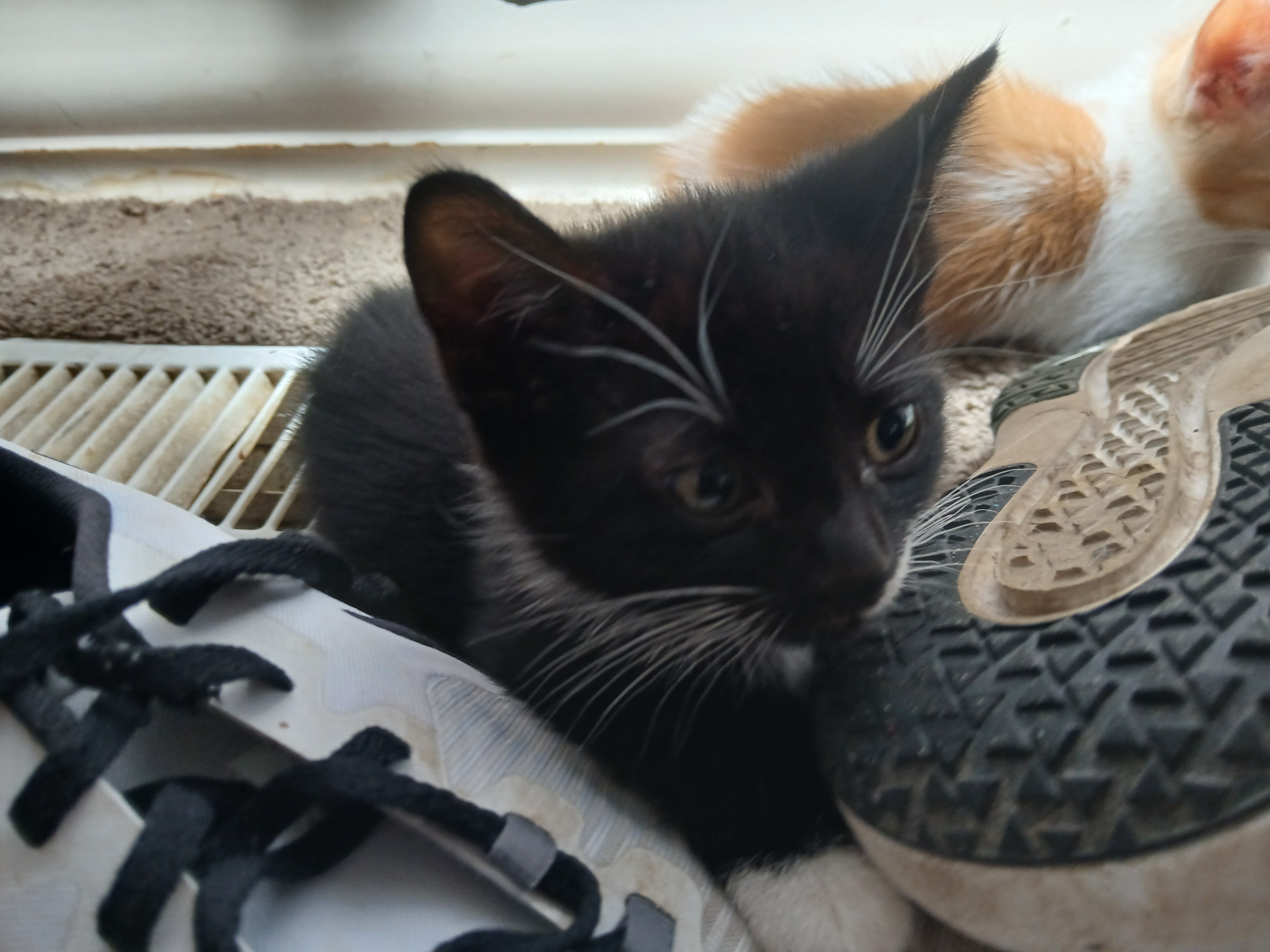 Photo of 3 free kittens 😸 