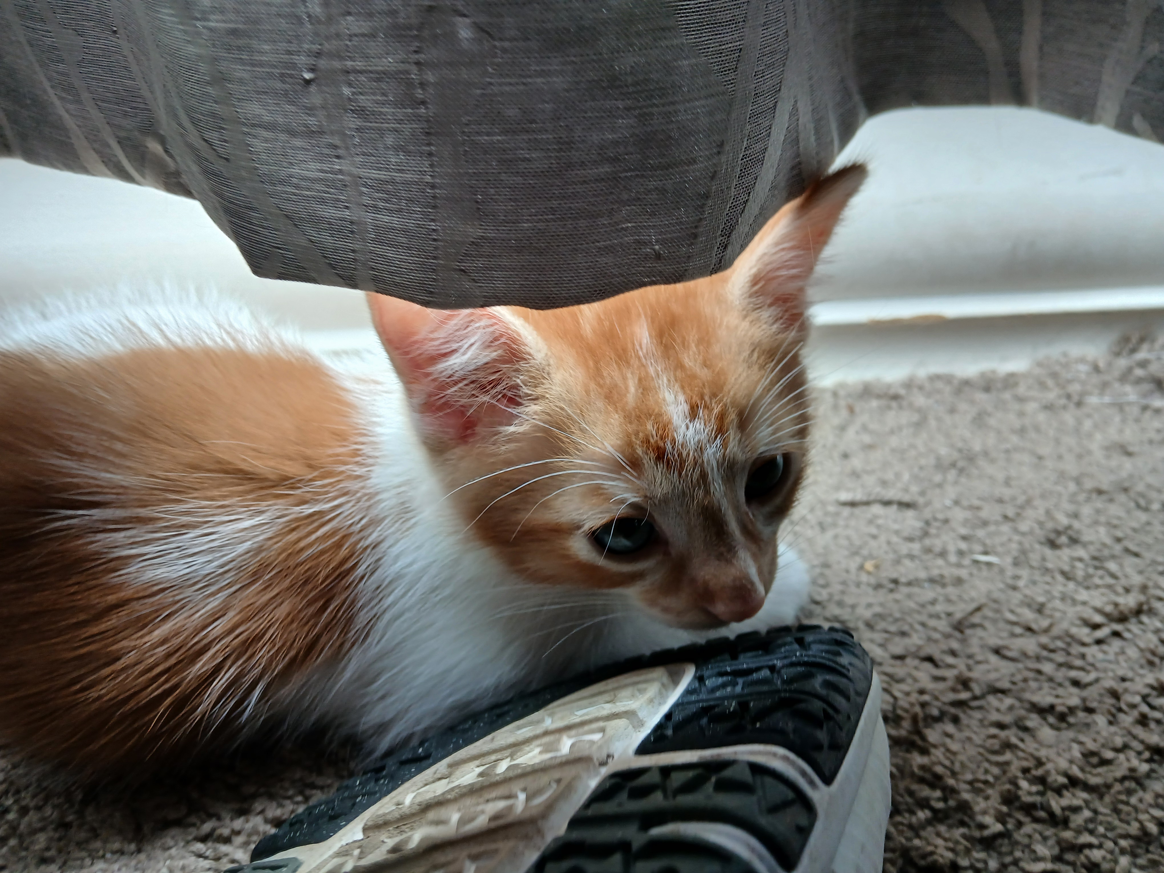 Photo of 3 free kittens 😸 