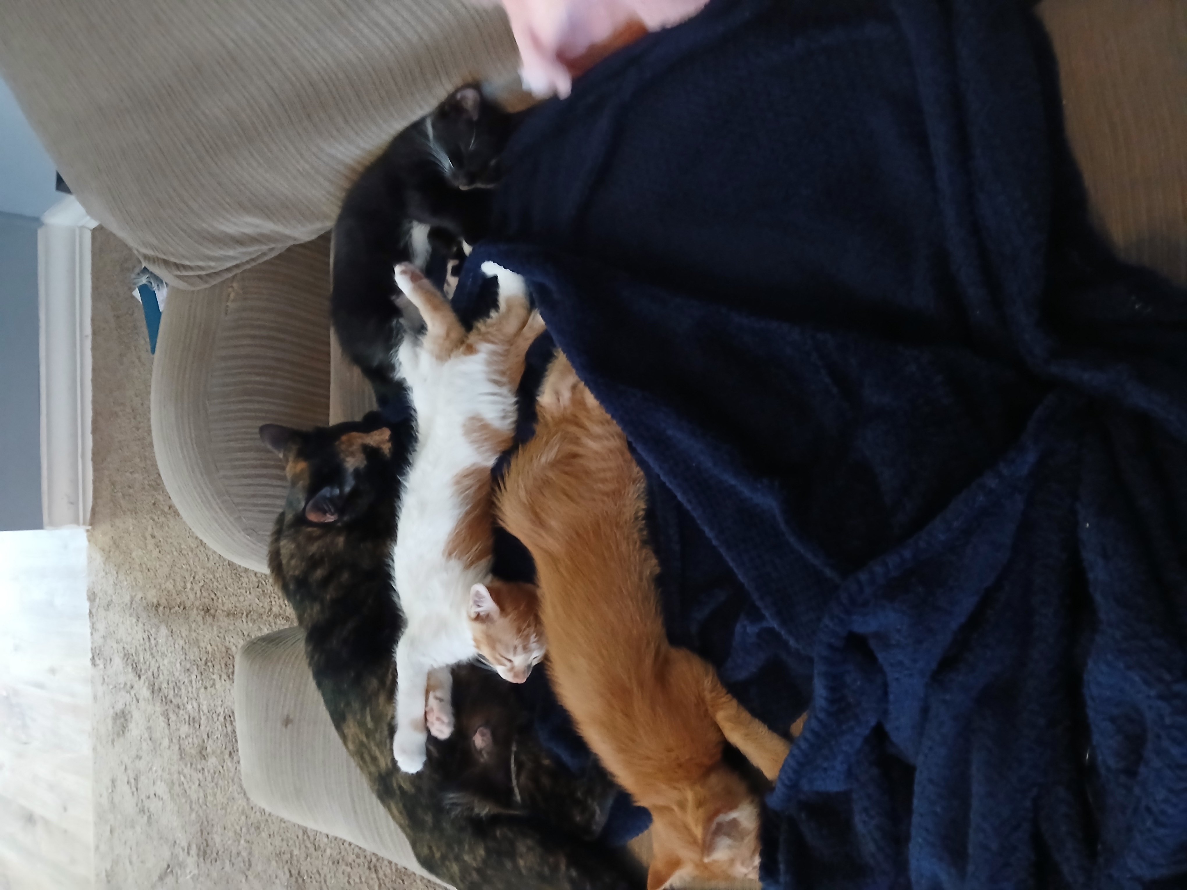 Photo of 3 free kittens 😸 