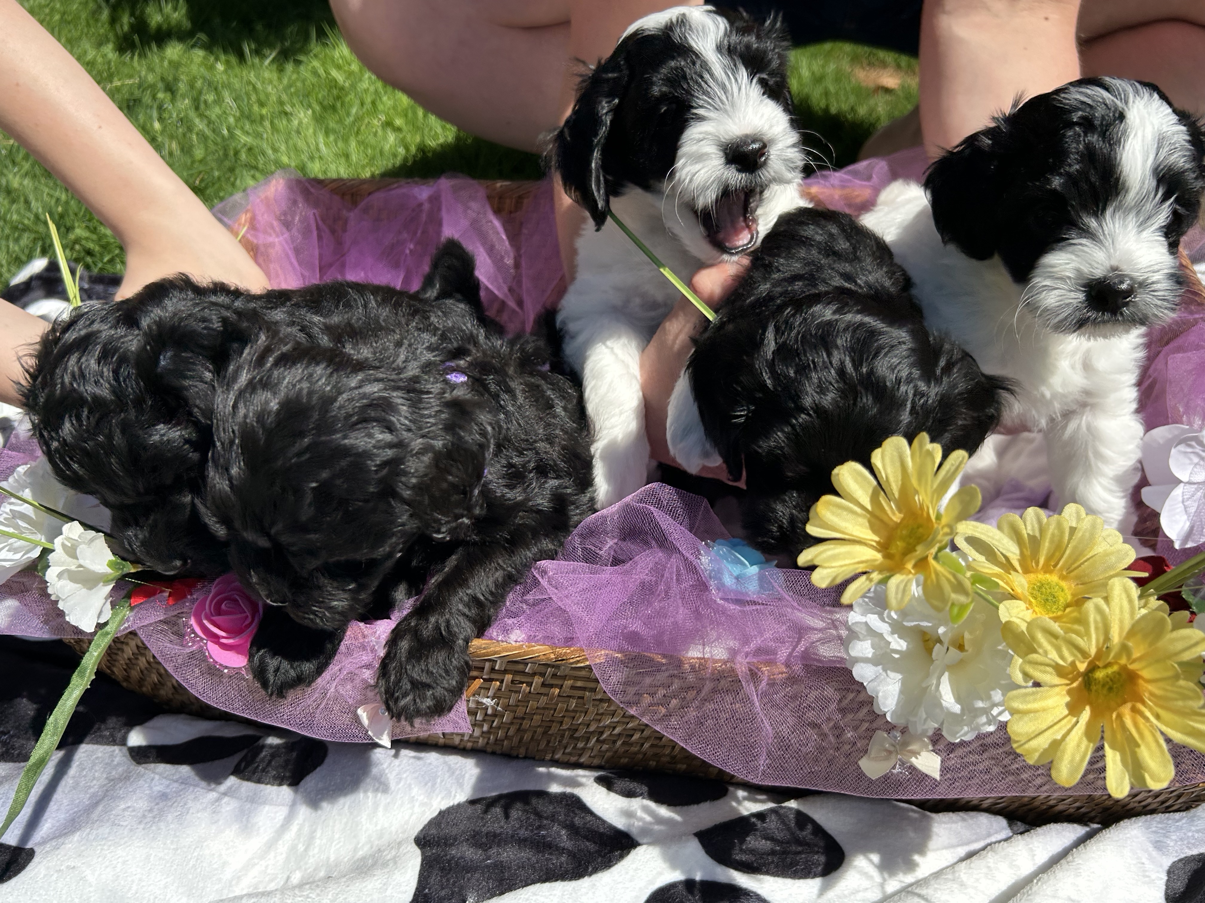 Photo of Havipoo Puppies