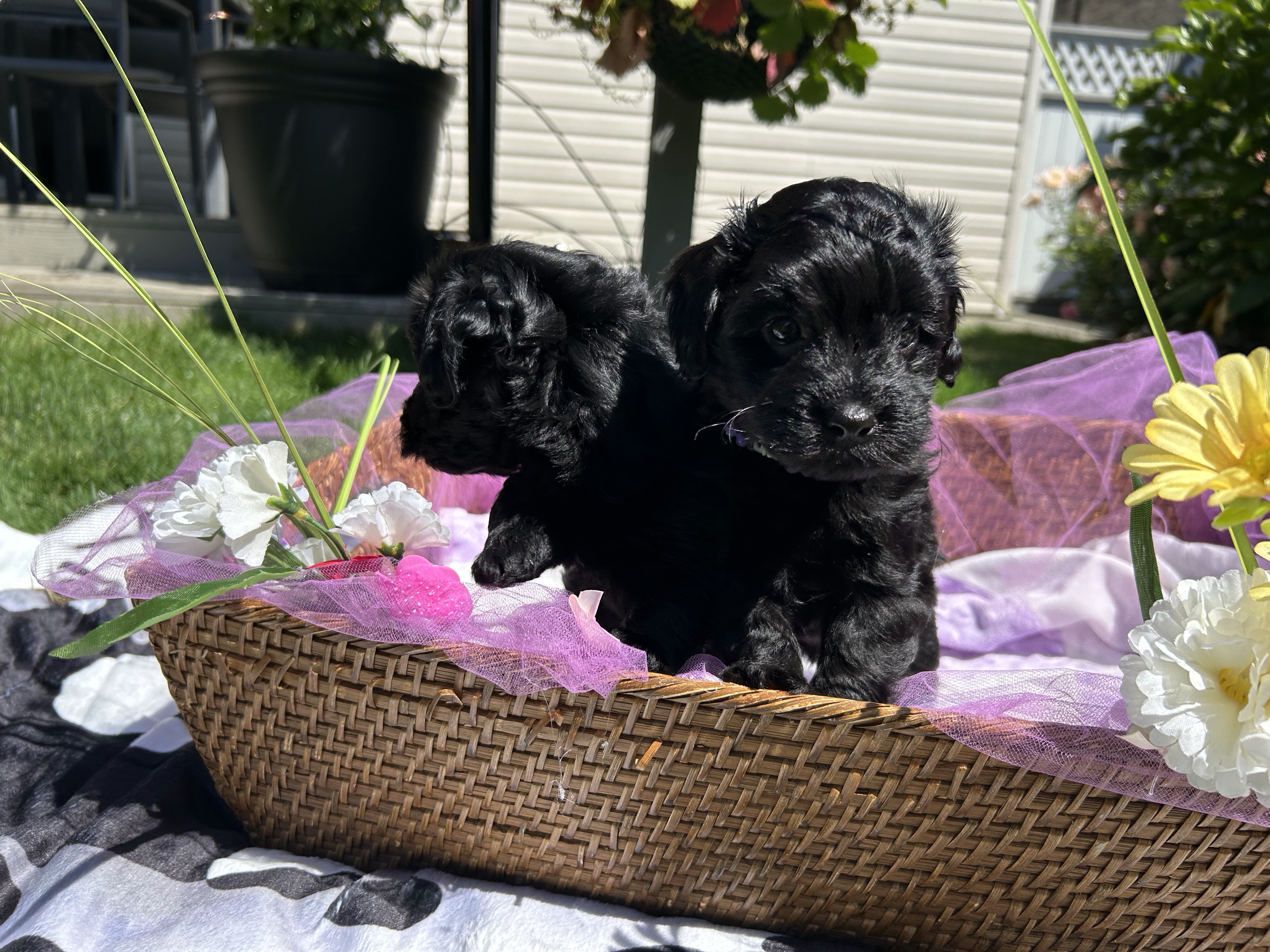 Photo of Havipoo Puppies