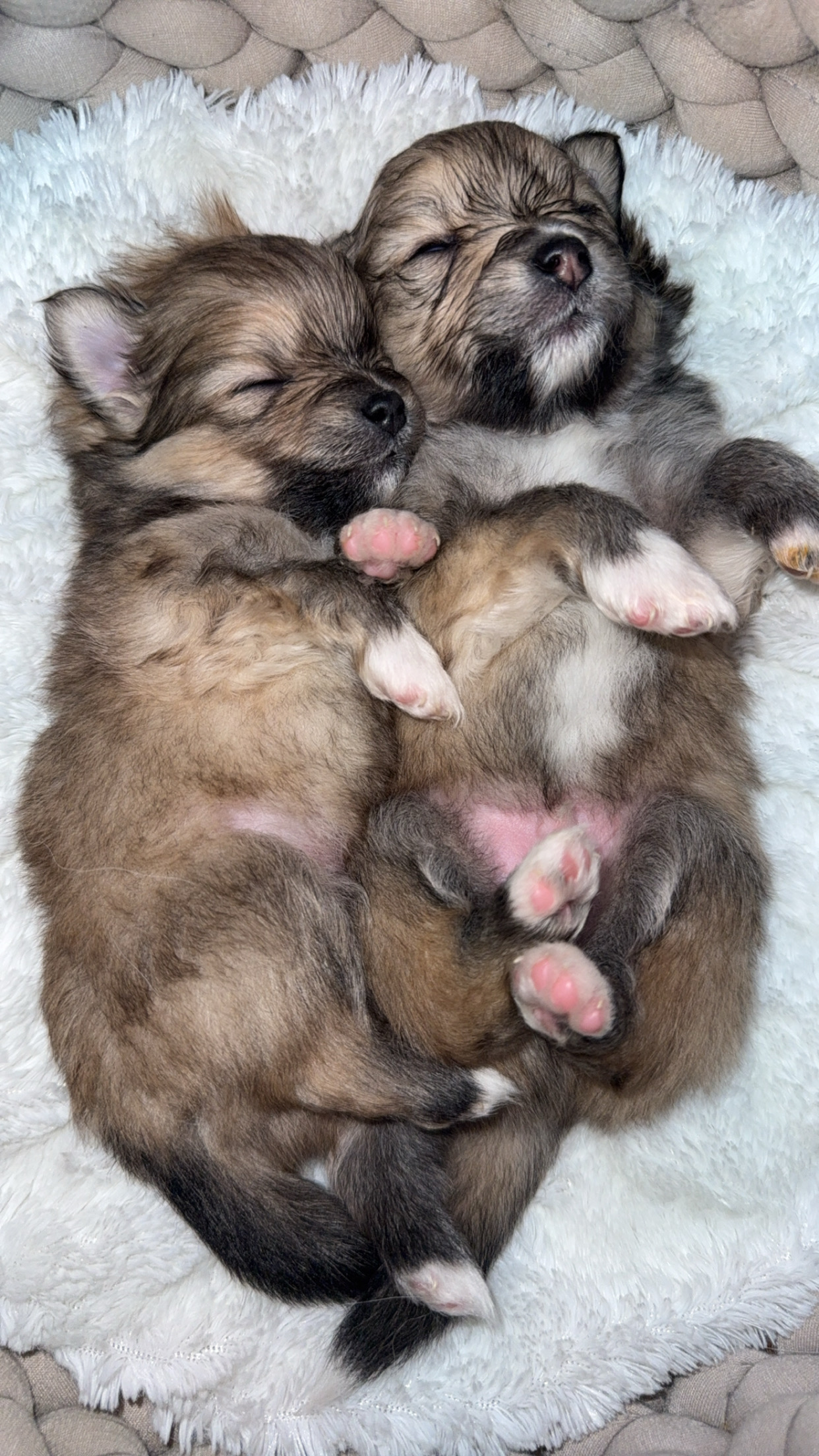 Photo of Pomeranian Puppies 