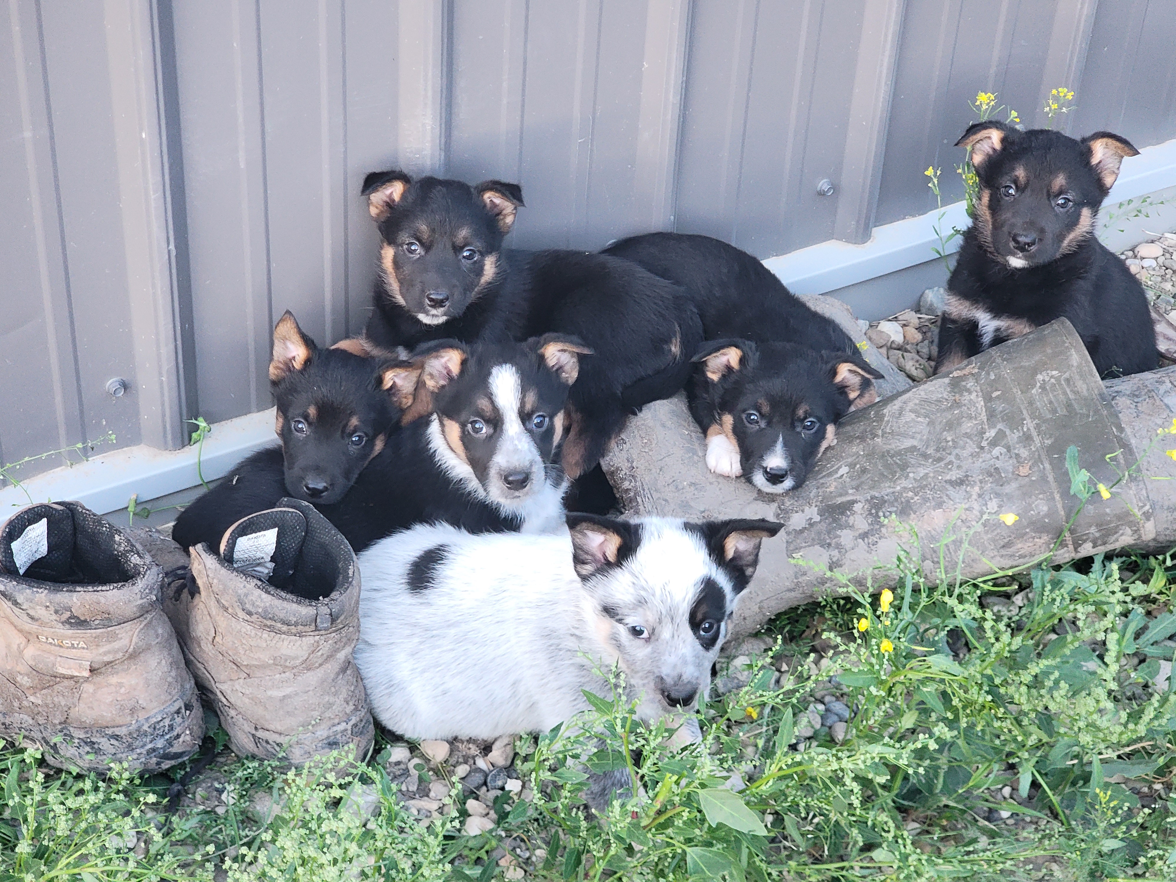 Photo of Pups for sale 