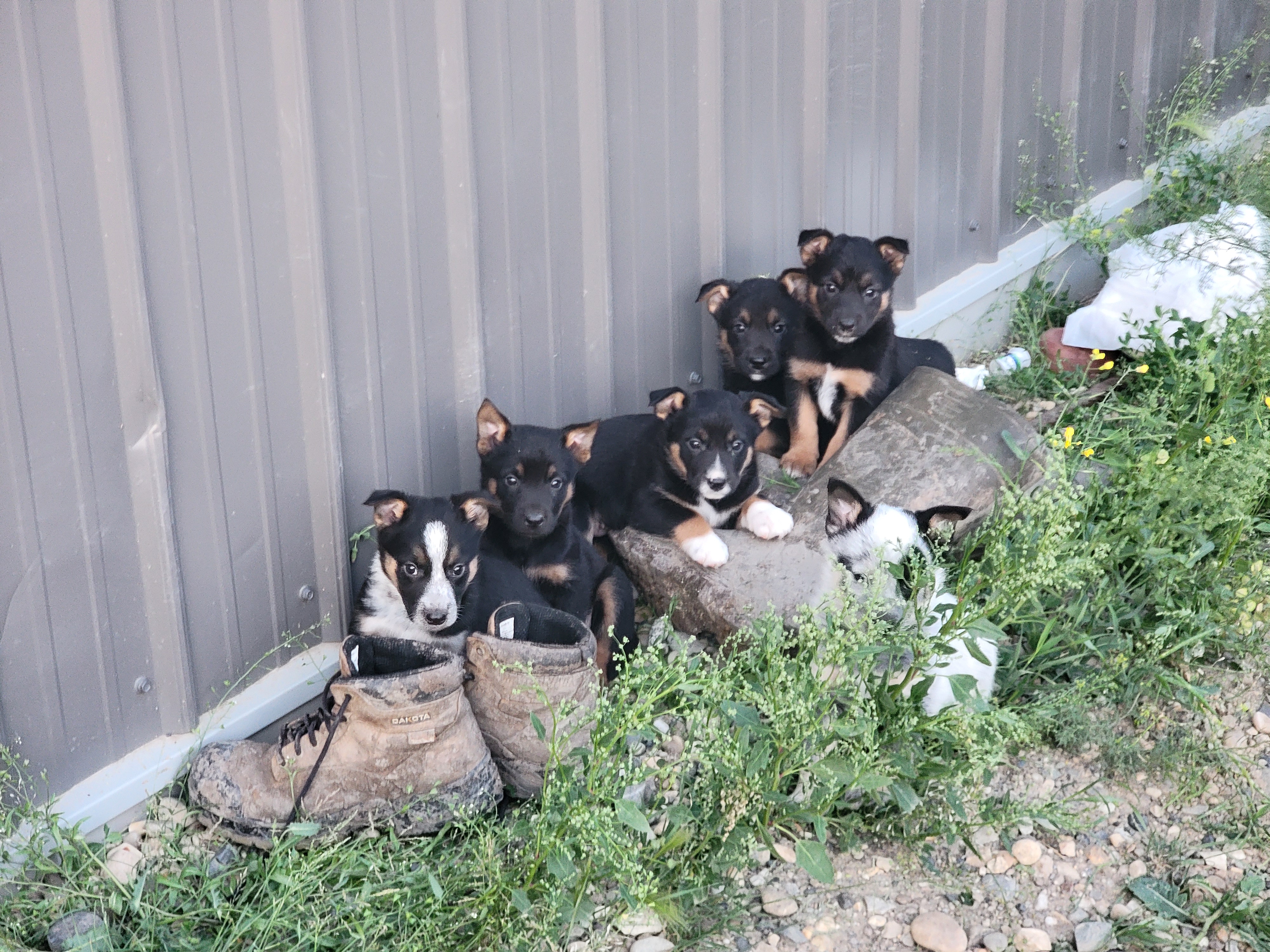 Photo of Pups for sale 