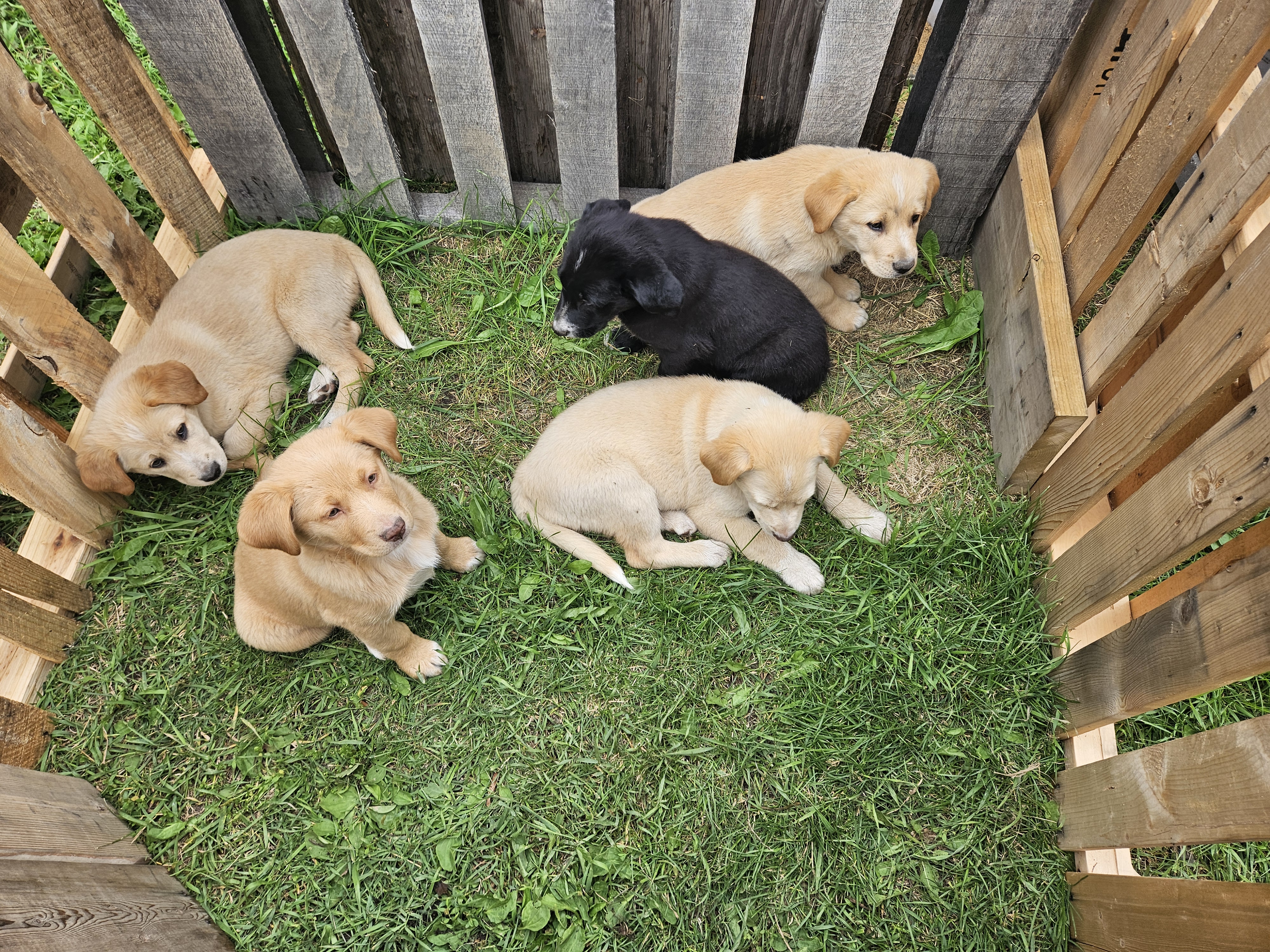 Photo of Puppies to Give away