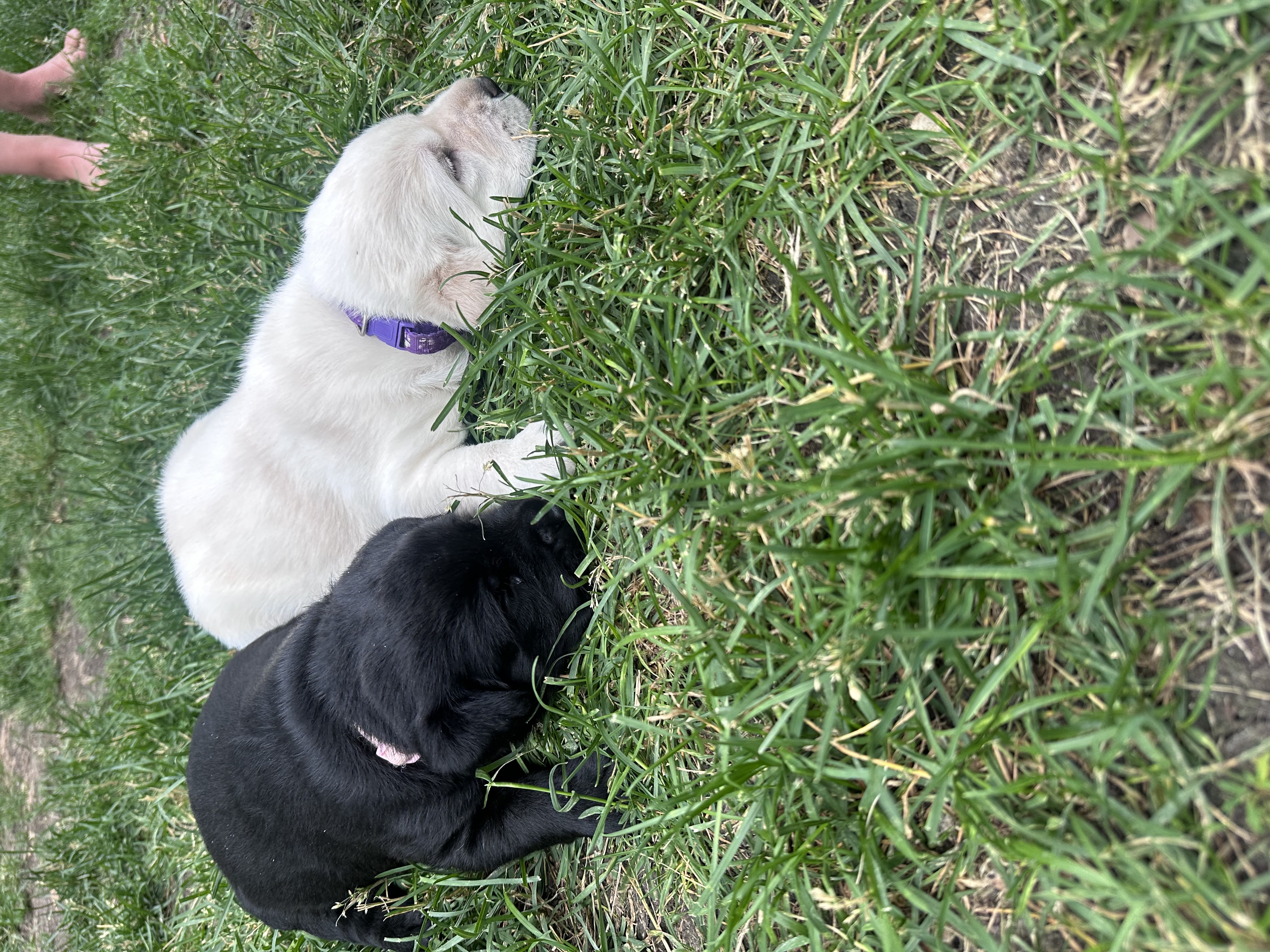 Photo of CKC Registered Purebred Labrador Retriever Puppies - 2 Females left