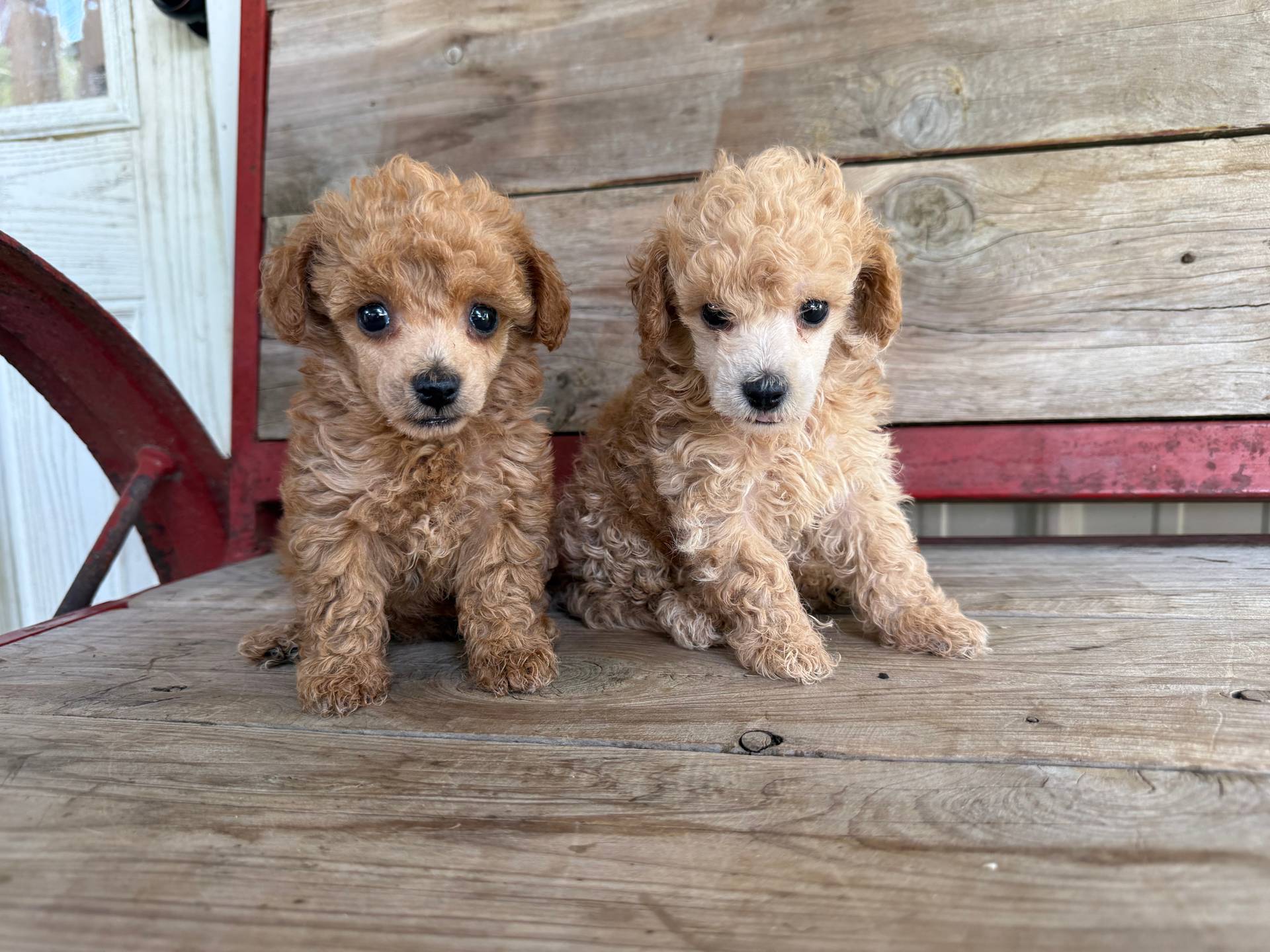 Photo of Tiny Toy Poodle 