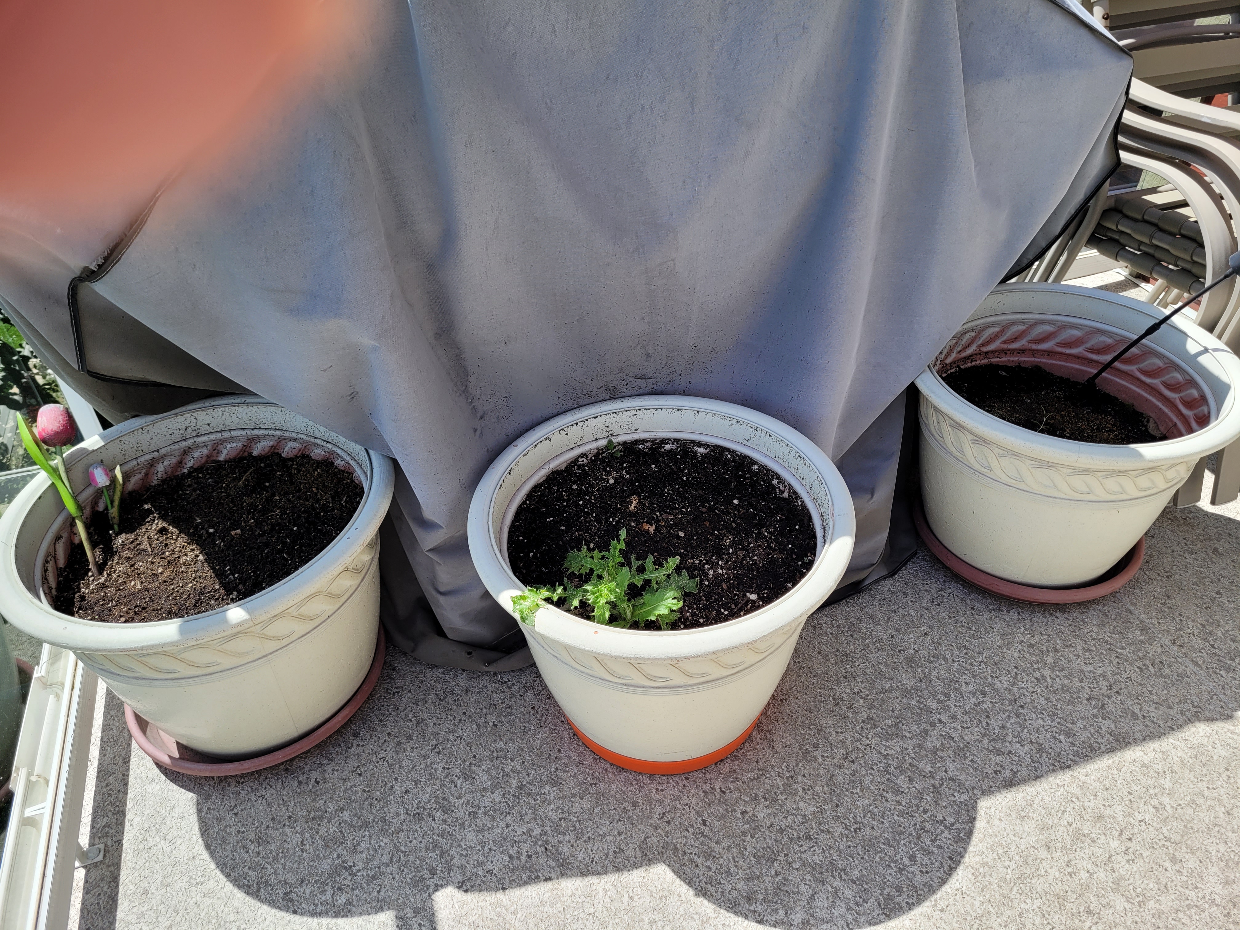 Photo of Planter pots
