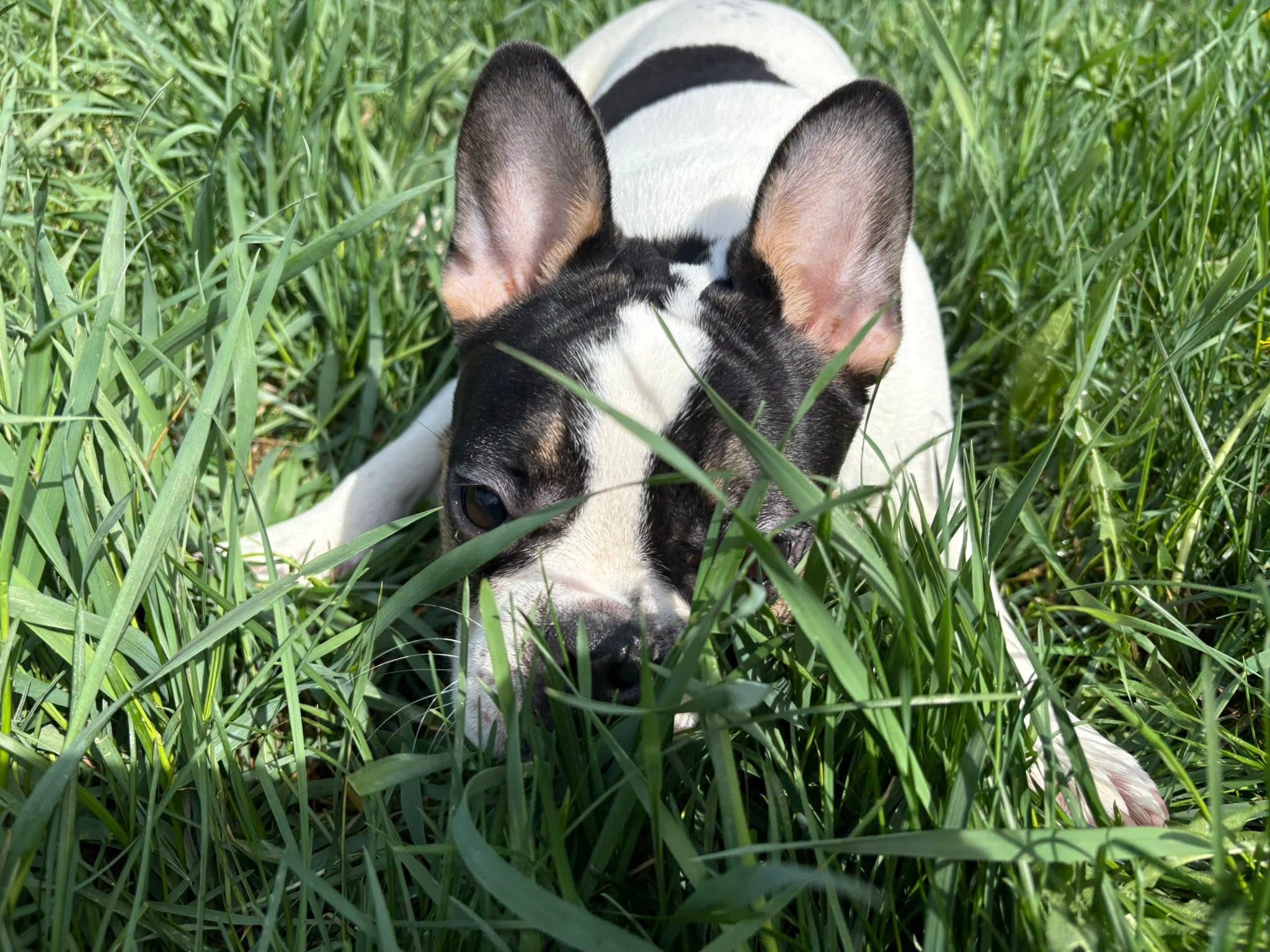 Photo of French bulldog