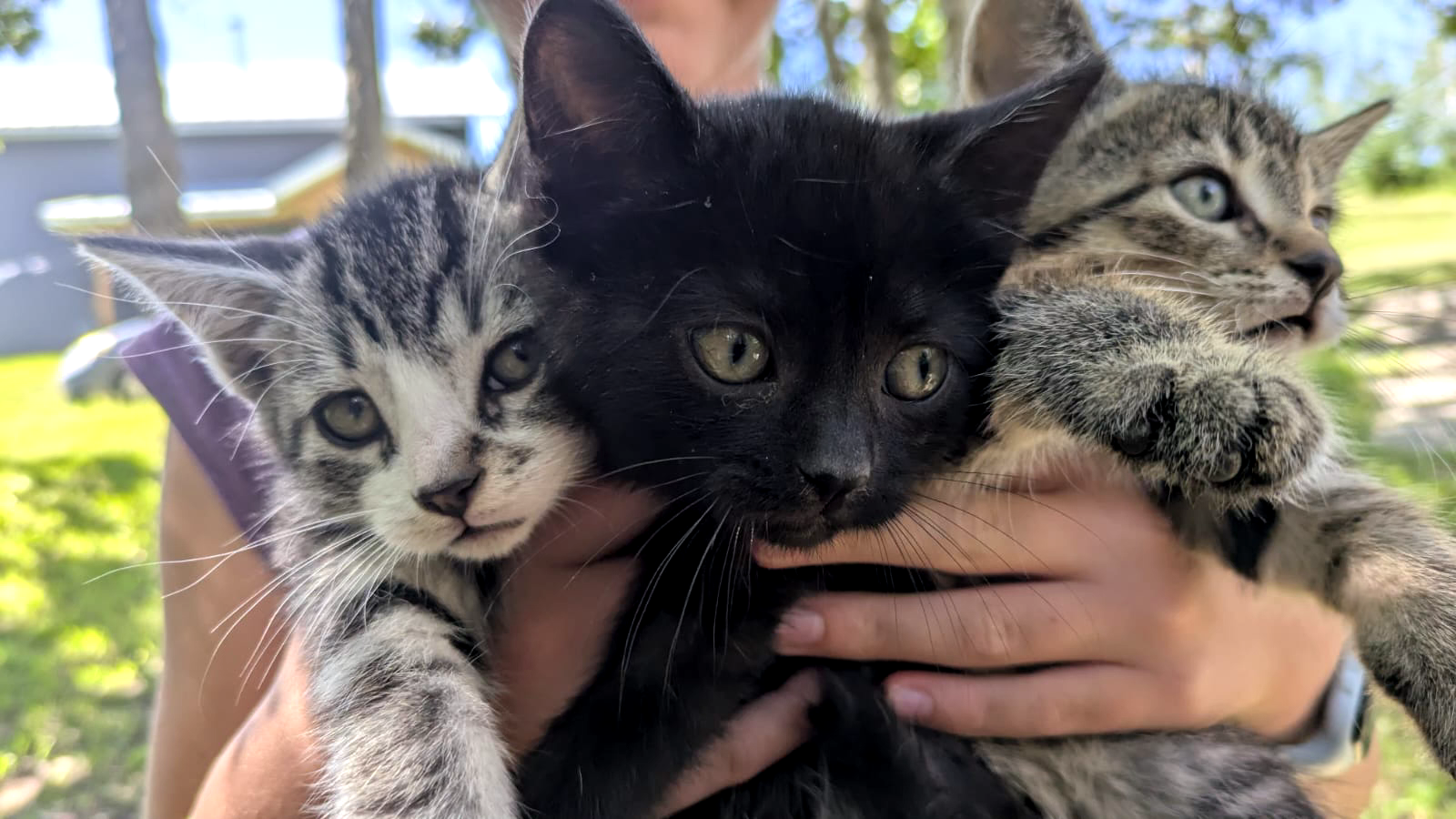 Photo of 6 free kittens