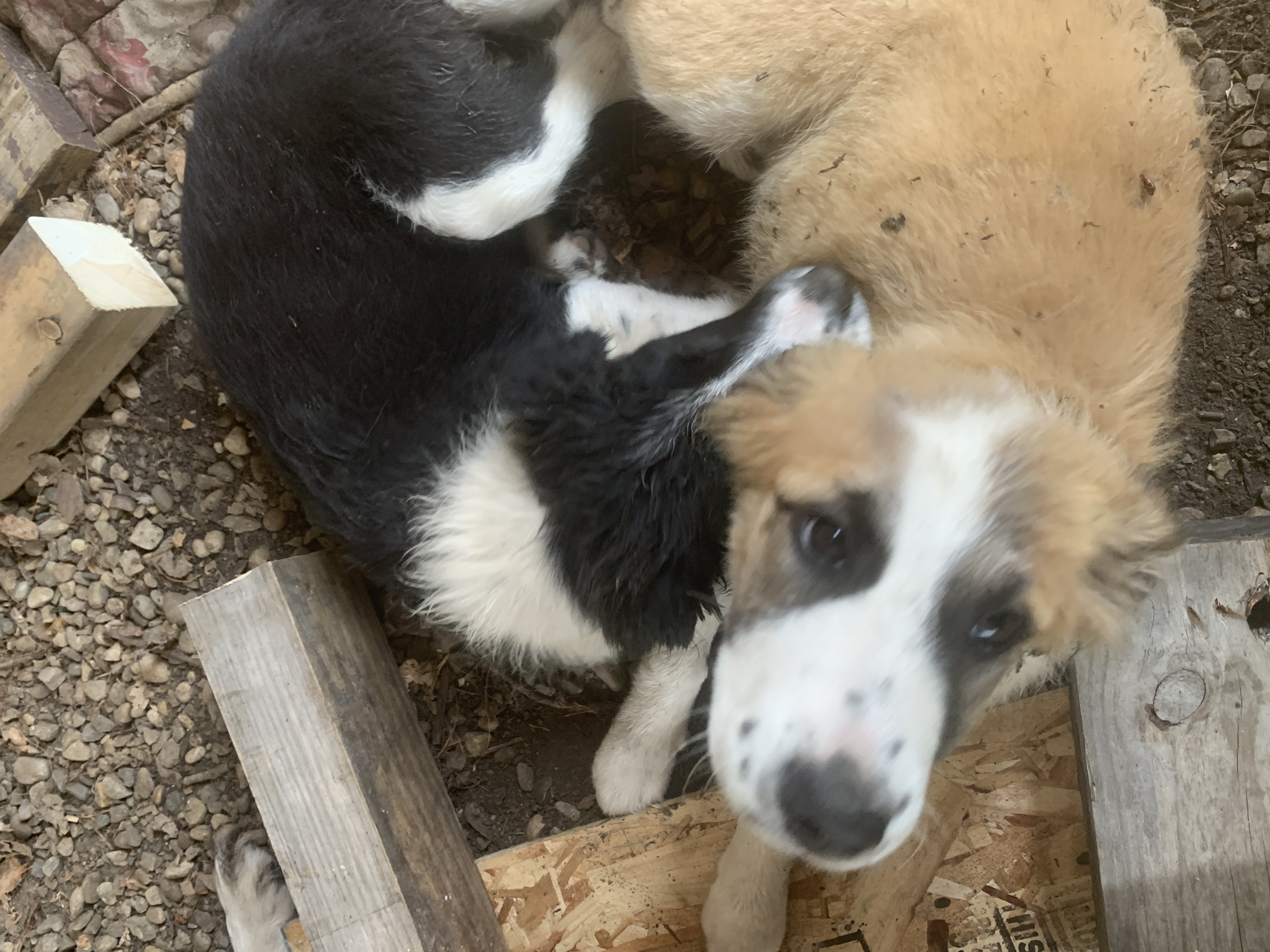 Photo of FEMALE PUP 11 WEEKS OLD