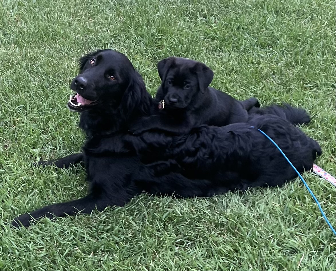 Photo of 8 week old male puppy