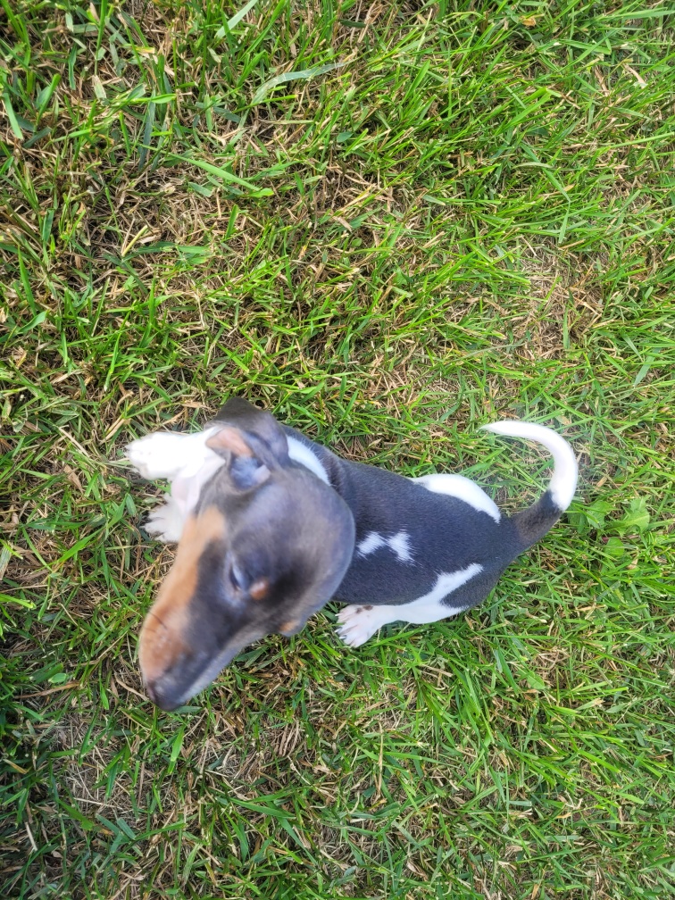 Miniature Purebred Daschund Puppy! - 6 - 1752594468899_Resized_20250701_172750