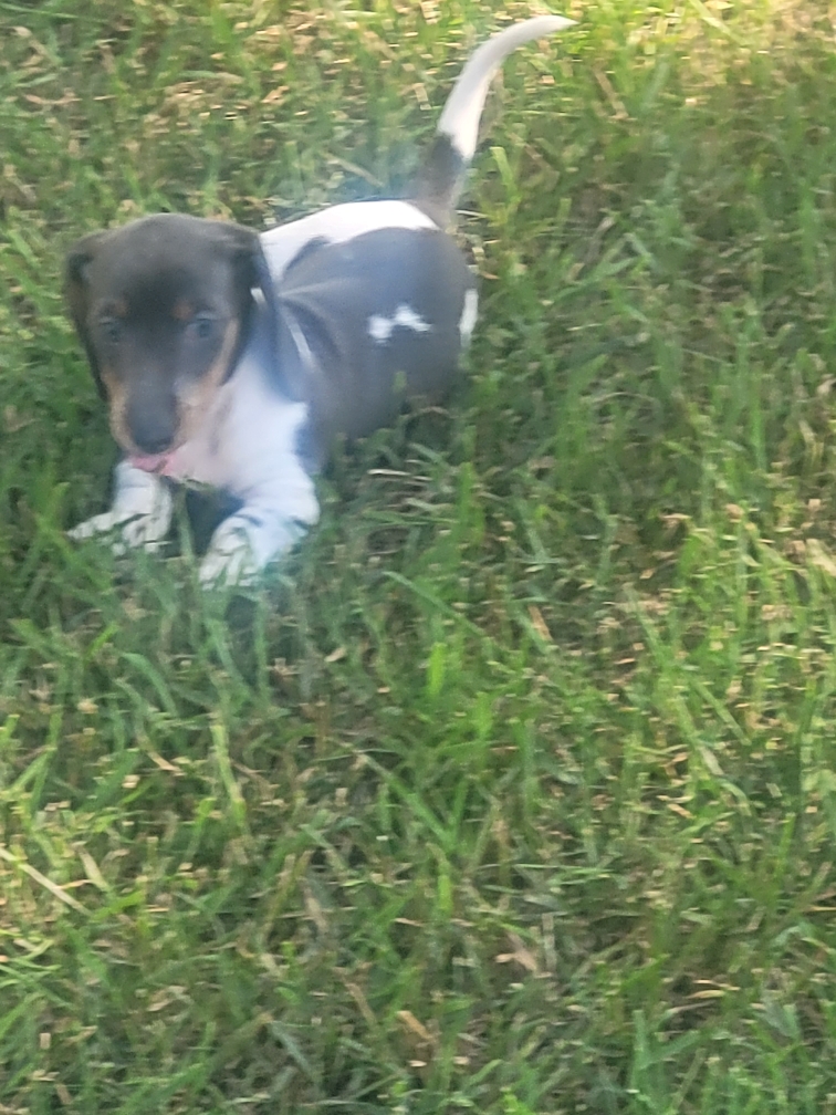Miniature Purebred Daschund Puppy! - 5 - 1752594468899_Resized_20250701_174407