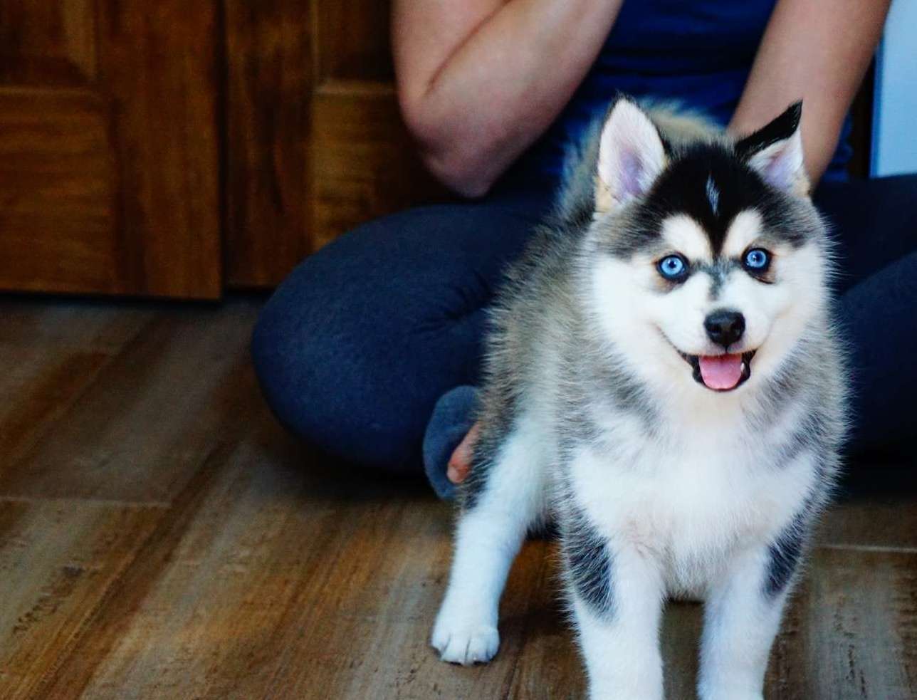 Photo of Pomsky Puppies