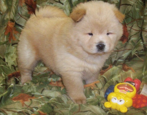 Photo of Chow Chow Puppies