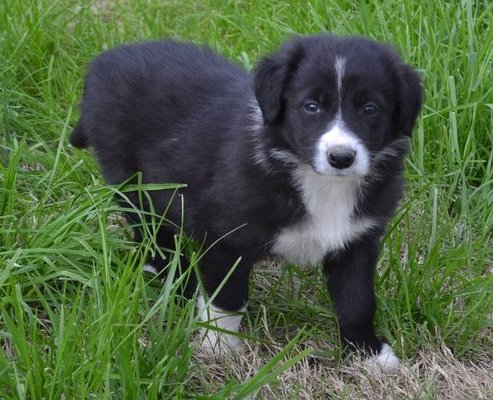 Photo of Border Collie Puppies