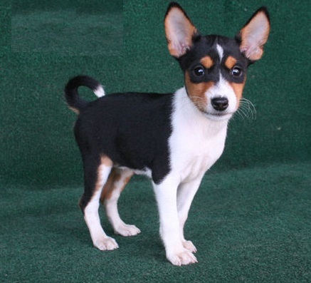 Photo of Basenji Puppies