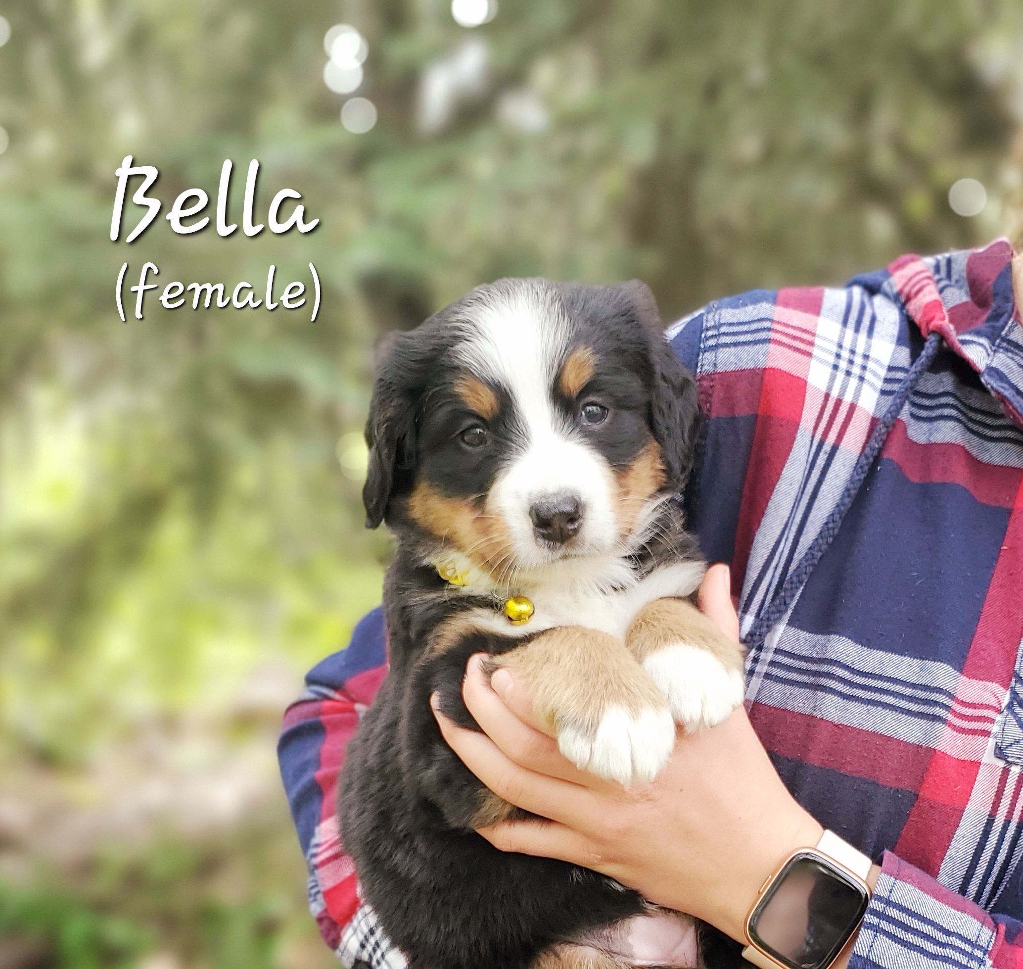 Photo of Bernese Mountain Dog Puppies