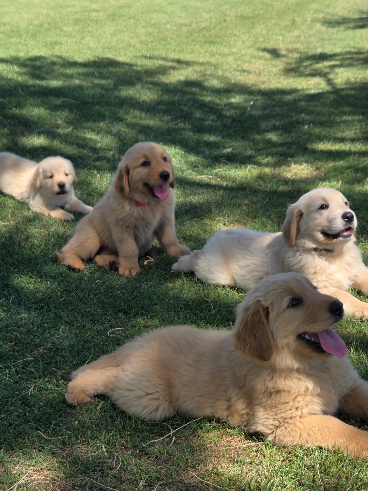 Photo of Active Golden Retriever puppies 