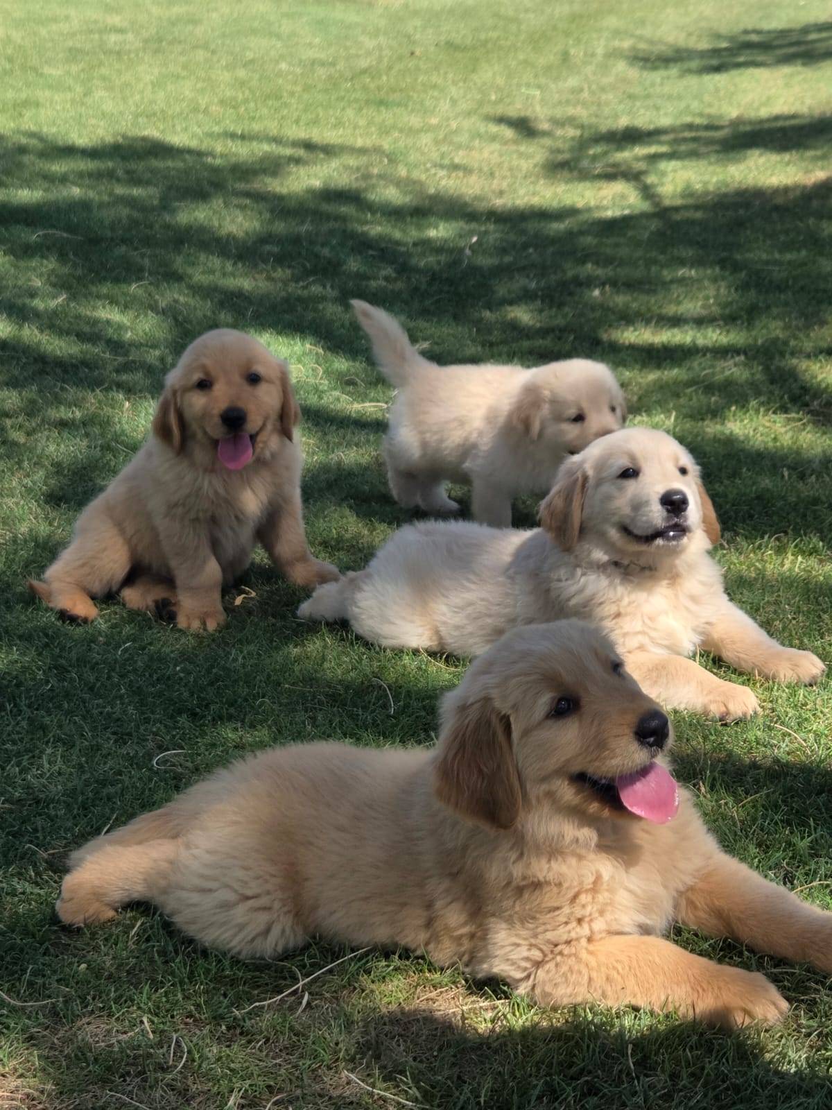 Photo of Active Golden Retriever puppies 
