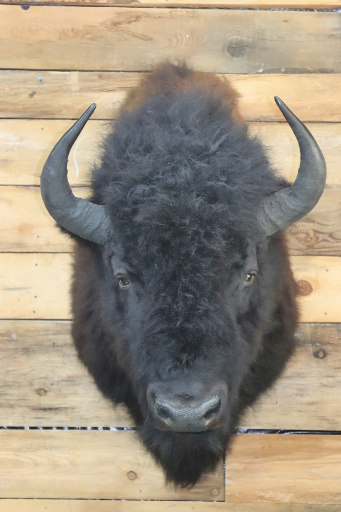 Photo of Buffalo Bison Taxidermy Shoulder Mount