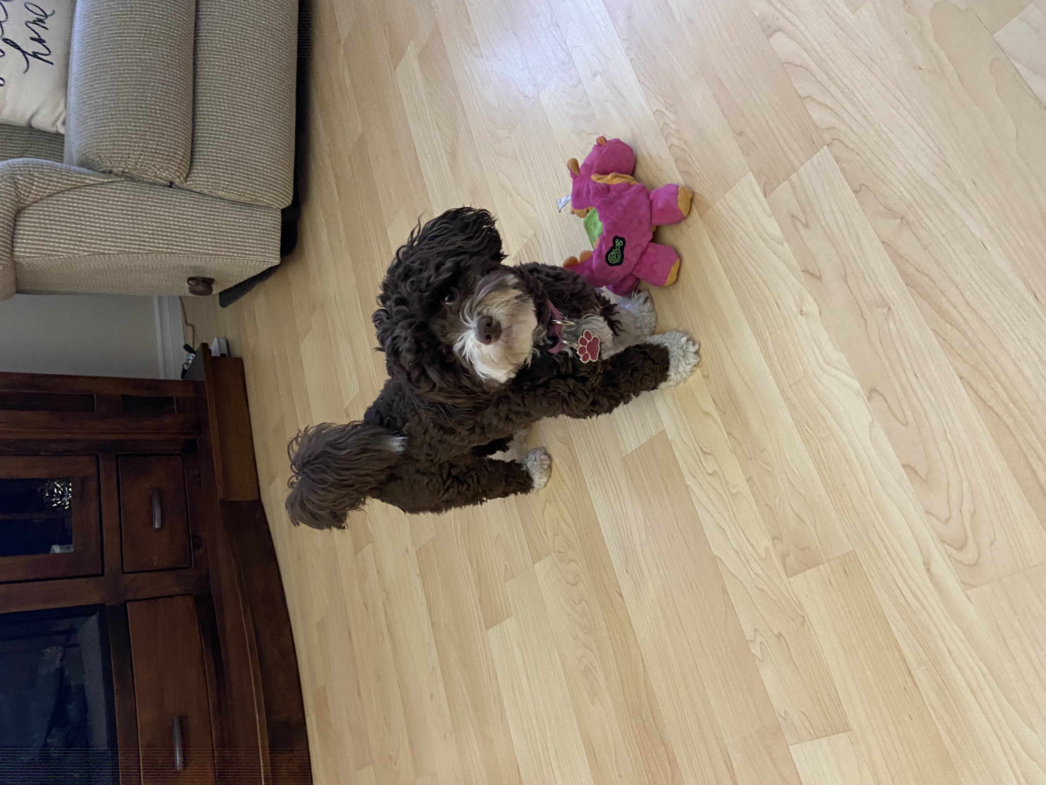 Photo of Havanese/ poodle mix