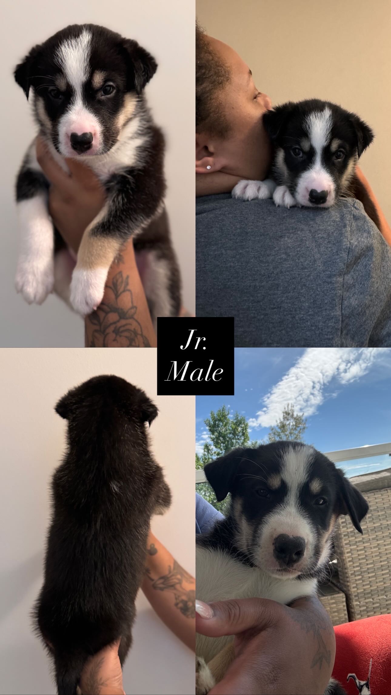 Photo of Mixed Breed Pups 